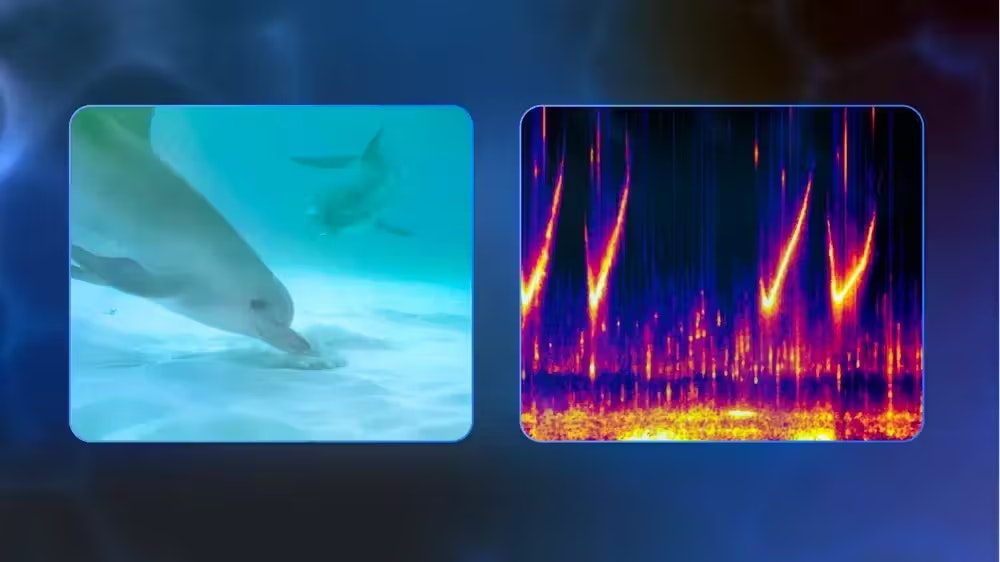 Links: Eine Fleckendelfin-Mutter beobachtet ihr Kalb bei der Nahrungssuche. Sie wird ihren einzigartigen Erkennungspfiff (Signature Whistle) benutzen, um das Kalb zurückzurufen, wenn es fertig ist. Rechts: Spektrogramm zur Visualisierung des Pfiffs.