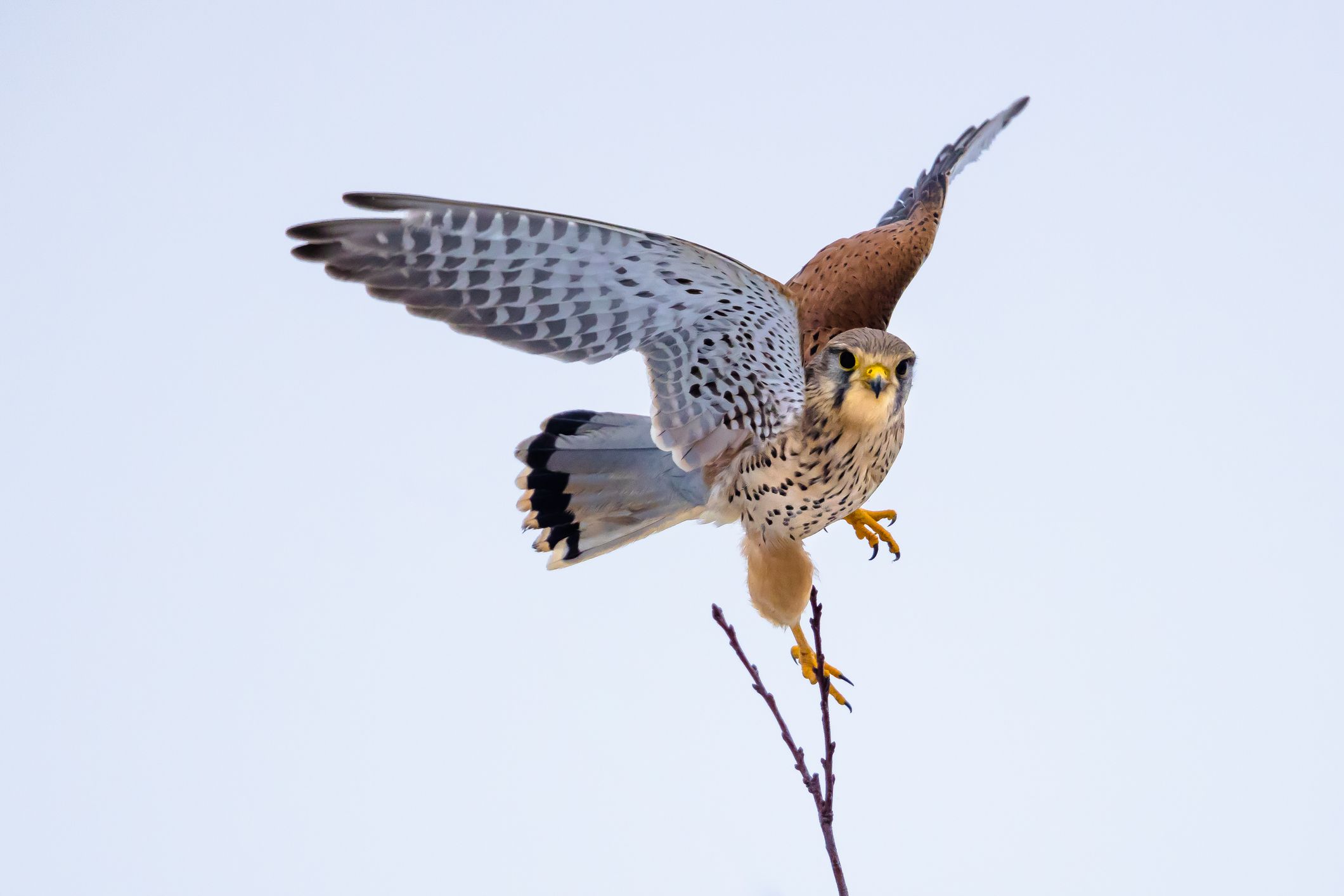 In Tirol soll ein Unbekannter auf einen Turmfalken geschossen haben. (Symbolbild)