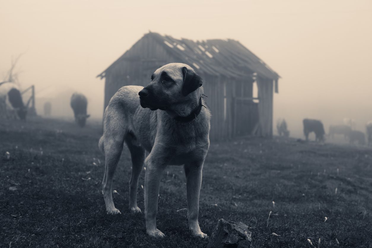 Der Anatolische Hirtenhund kommt ursprünglich aus der Türkei und ist vor allem in der Dunkelheit sehr wachsam und aufmerksam.