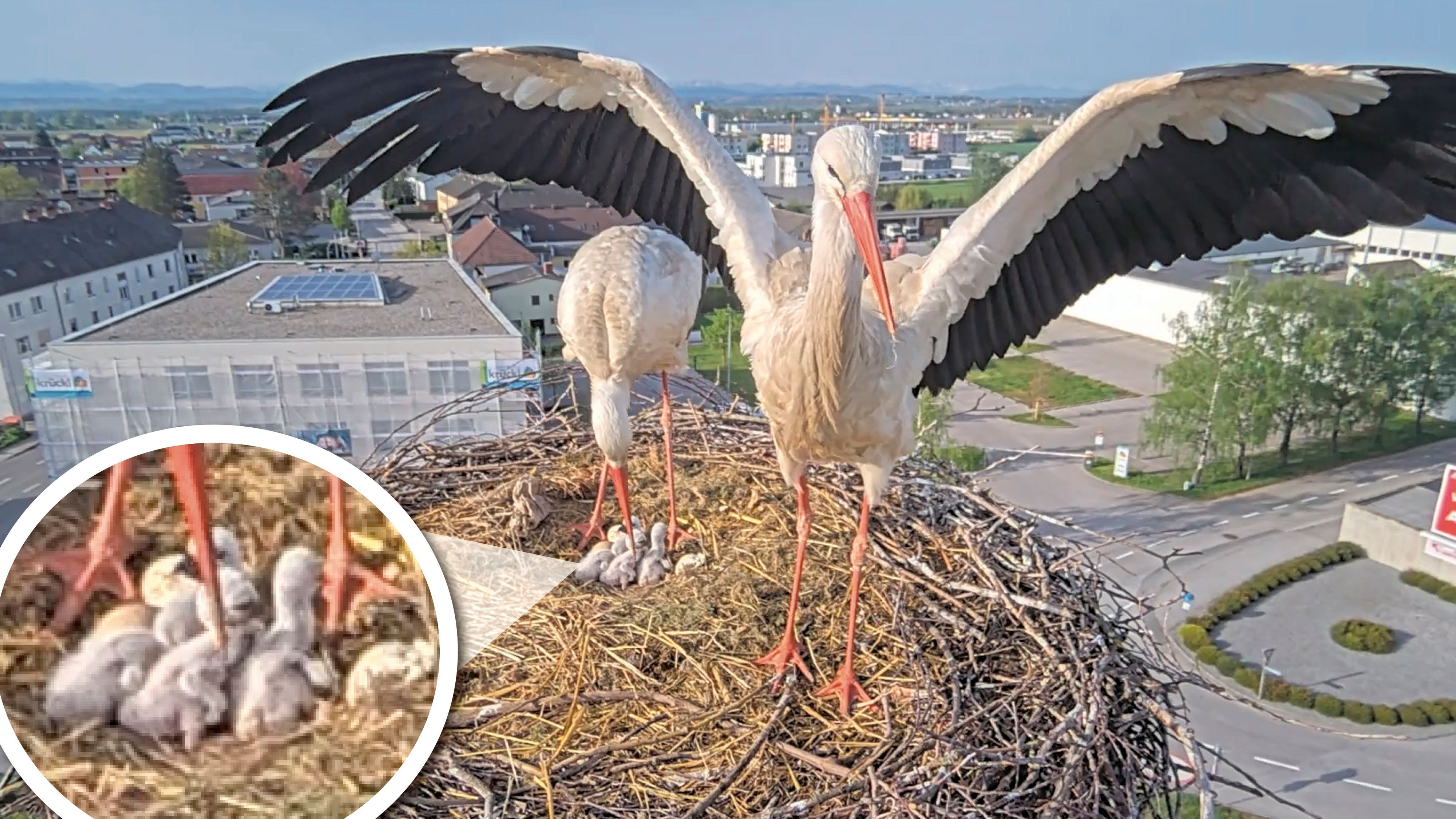 Süßer Nachwuchs! Sechs Störchen-Küken kamen am Ostersonntag in Perg zur Welt.