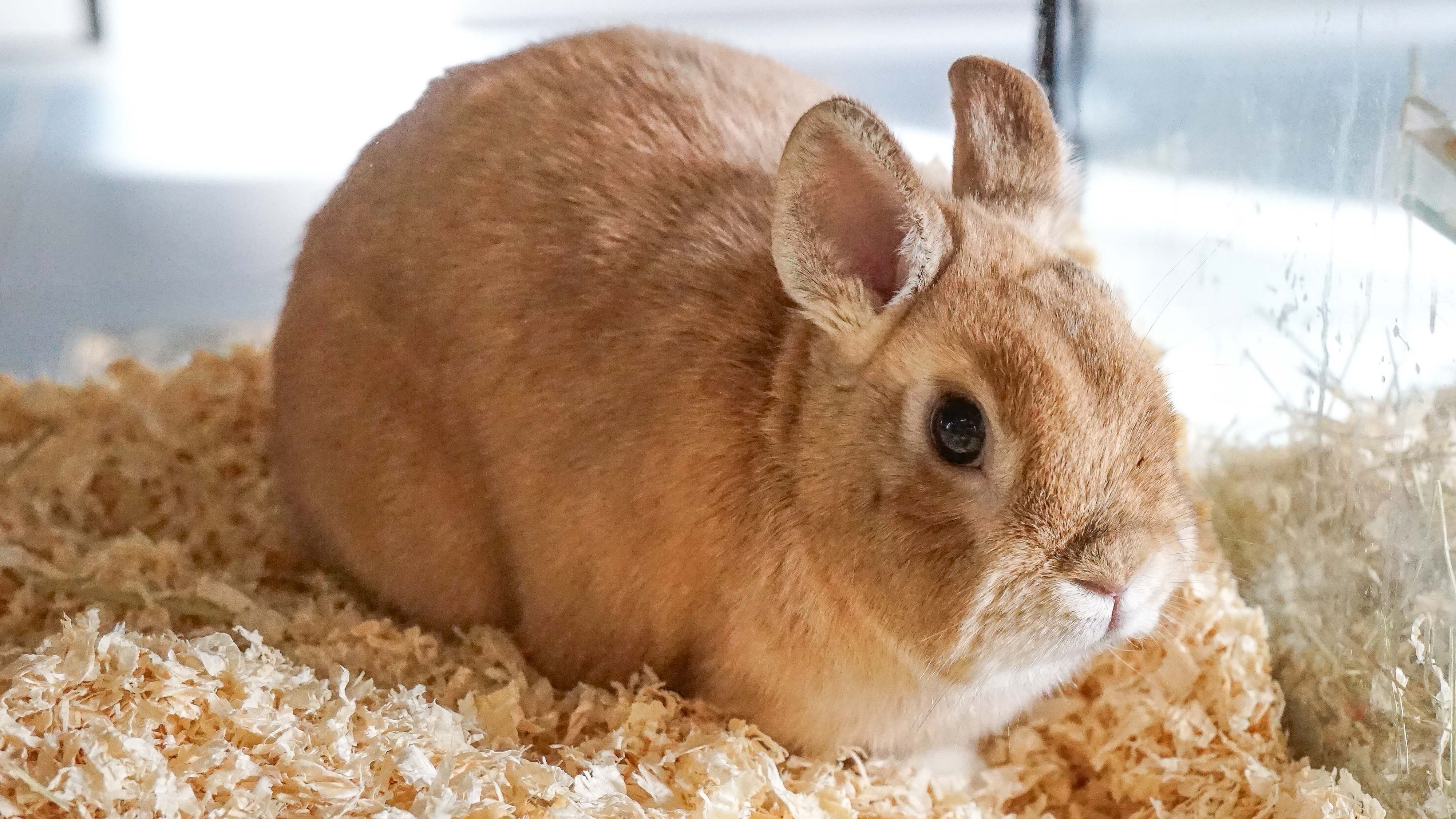 Quincy sucht ein Für-Immer-Zuhause, in dem er Teil einer liebevollen Kaninchenfamilie sein kann.