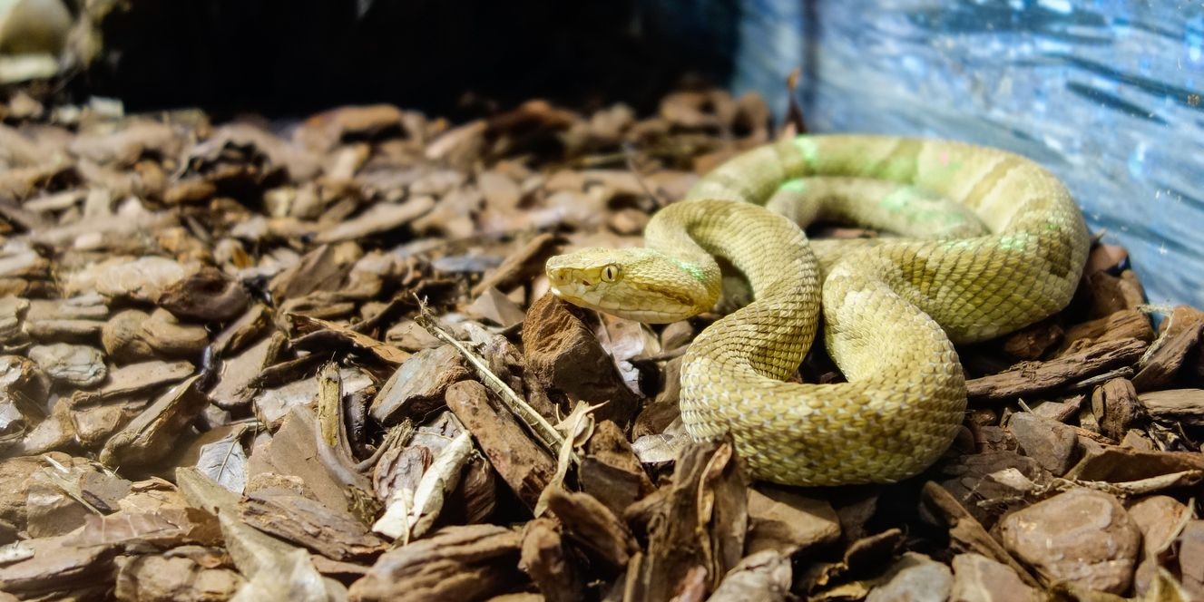 Experten prophezeien bereits die gesamte Ausrottung der Insel-Lanzenotter. 