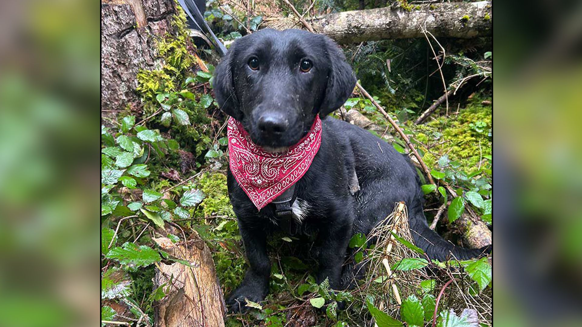 Der niedliche Dackelmischling 