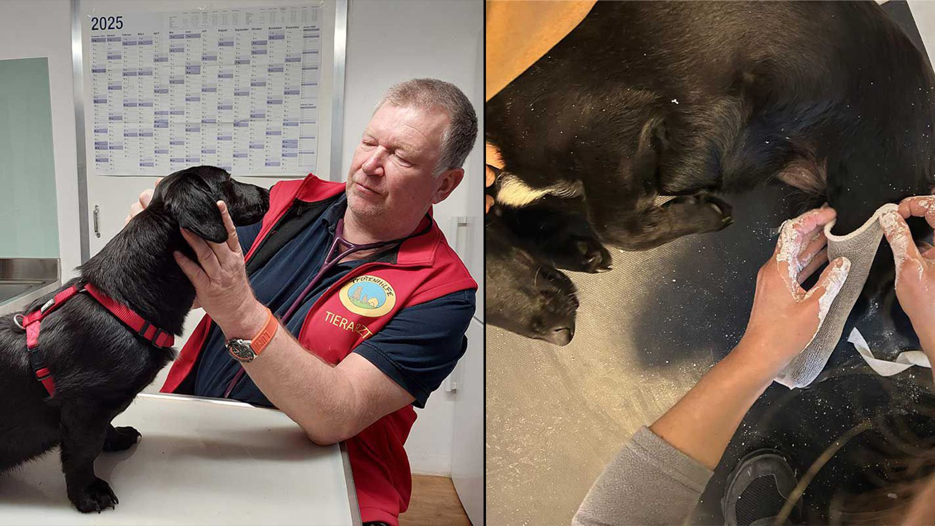 (links) Bis auf seine Pfote ist "Jacky" zum Glück kerngesund. (rechts) Ein Gipsabdruck wurde bereits geommen. 