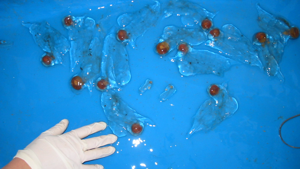 Glitschig-ekelig, aber ungefährlich: Salpen vor der dalmatinischen Küste.