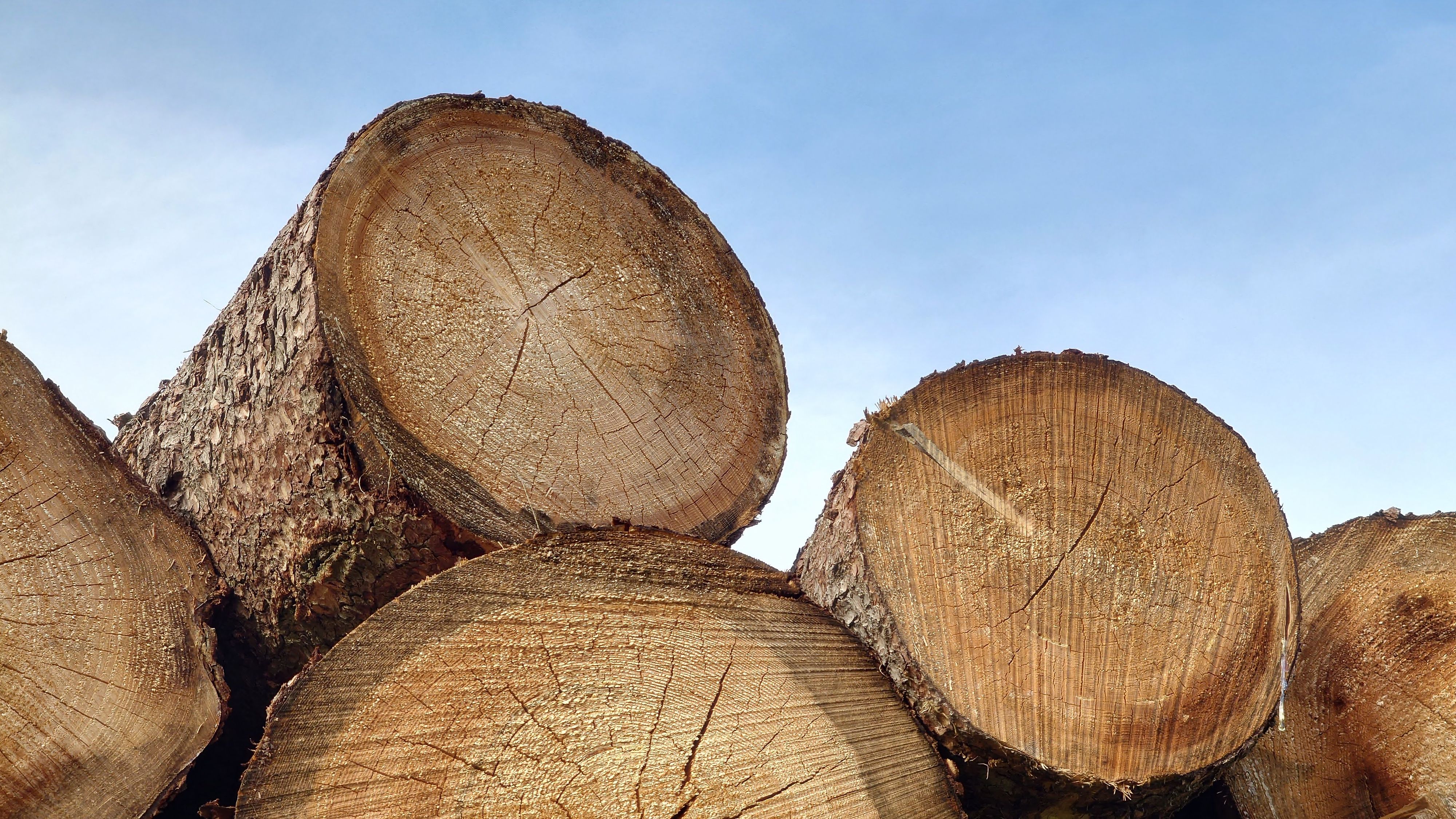AIT veröffentlicht weltweit größten Datensatz zur Baumstammerkennung.