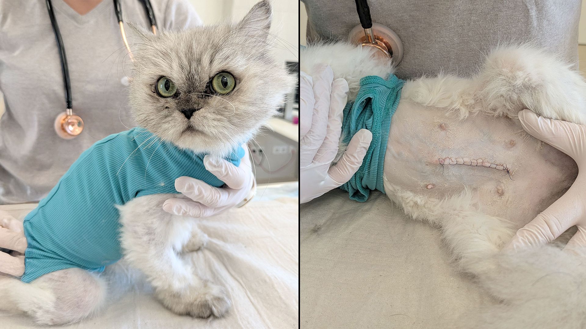 Armes Büsi! Mirabell kann ihr Hinterbeinchen momentan nicht belasten und hatte eine eitrige Gebärmutterentzündung.