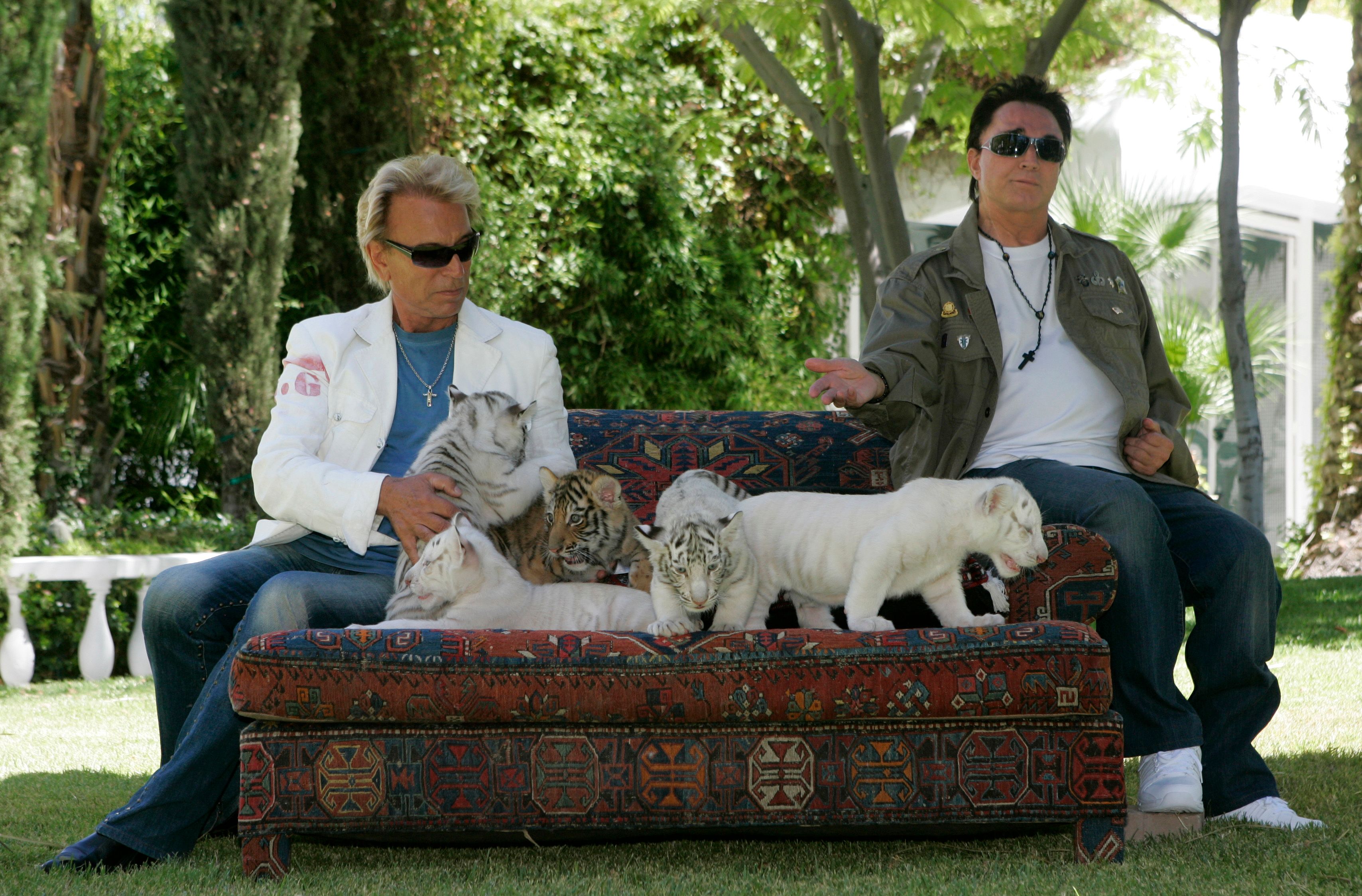 Siegfried Fischbacher (l) und Roy Horn mit ihren 6 Wochen alte Tigerbabys in ihrem Haus in Las Vegas, Nevada, 12. Juni 2008. 