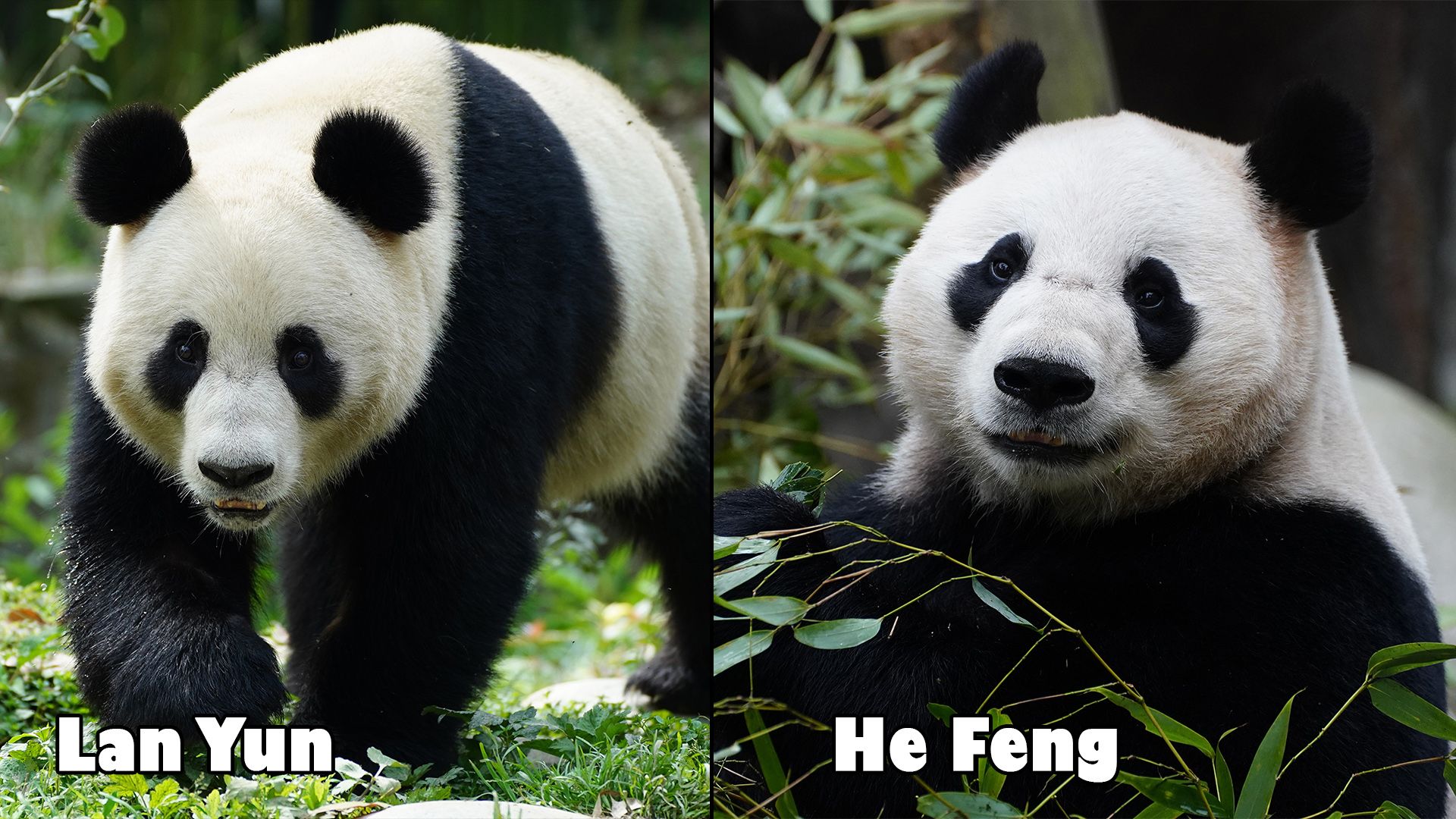 Weibchen "Lan Yun" und Männchen "He Feng" bereichern den Tiergarten Schönbrunn.