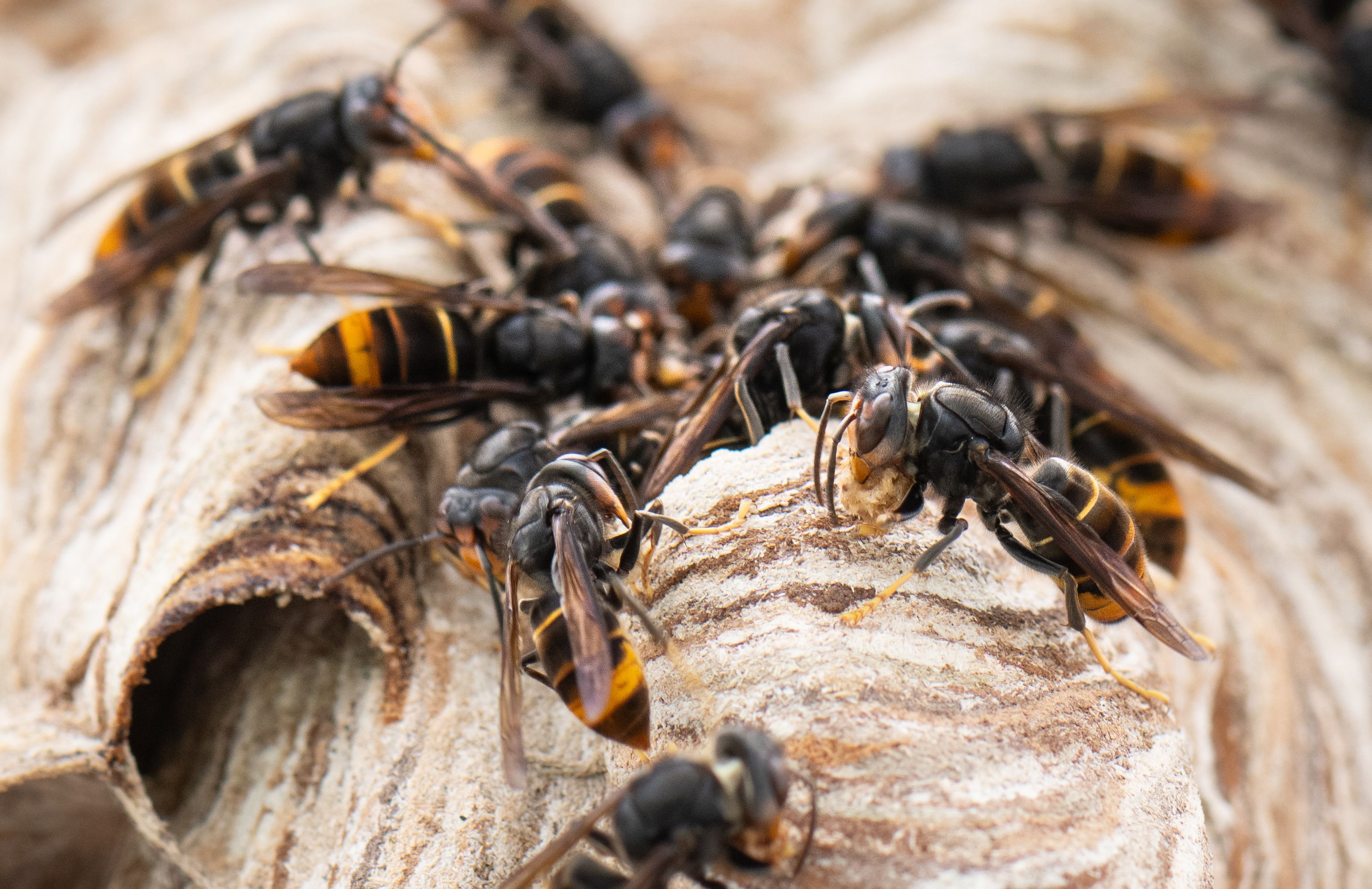 Die Asiatische Hornisse 