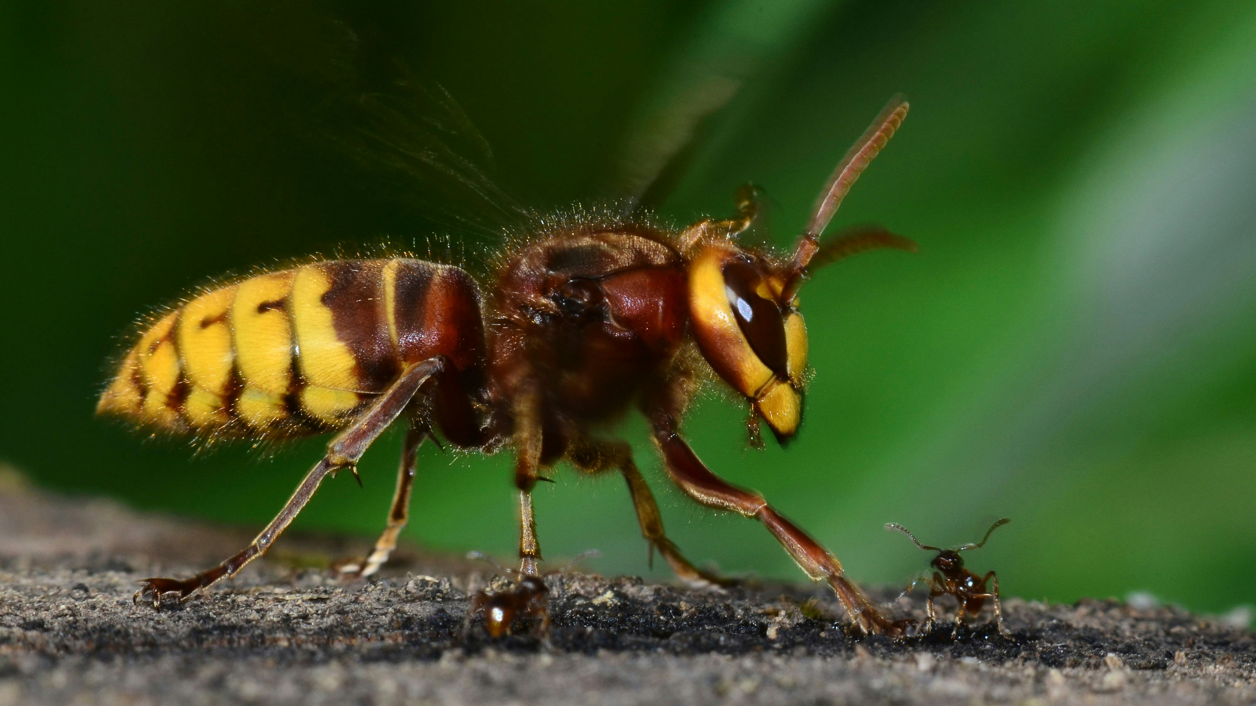 Download von www.picturedesk.com am 23.04.2025 (15:43).  European hornet (Vespa crabro) and red ant (Myrmica rubra), Dorset, UK, in September. - 20250116_PD0837 - Rechteinfo: Rights Managed (RM)