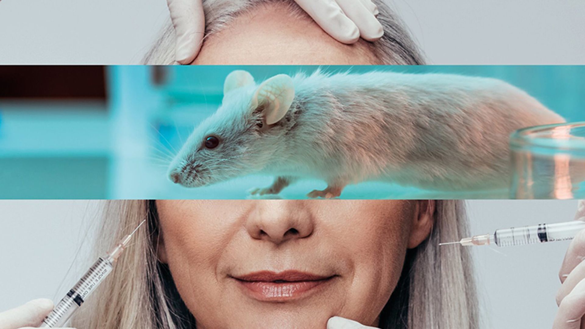 Obwohl es verboten ist und es schon längst zuverlässige Alternativen gäbe, sterben jährlich bis zu 350.000 Mäuse für Botox.