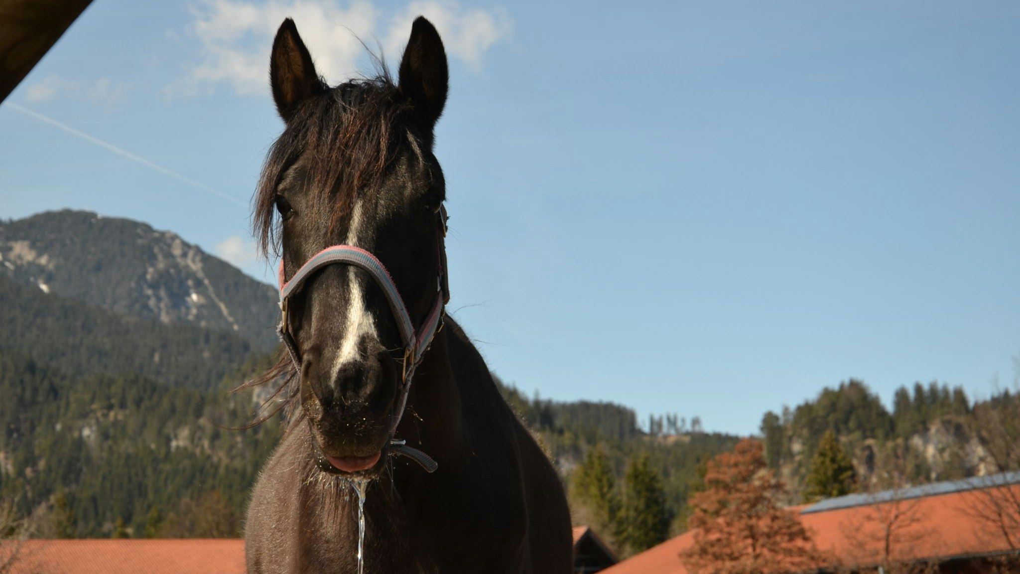 "Rositta" wird von ihren Pflegern als "Rohdiamant" bezeichnet.