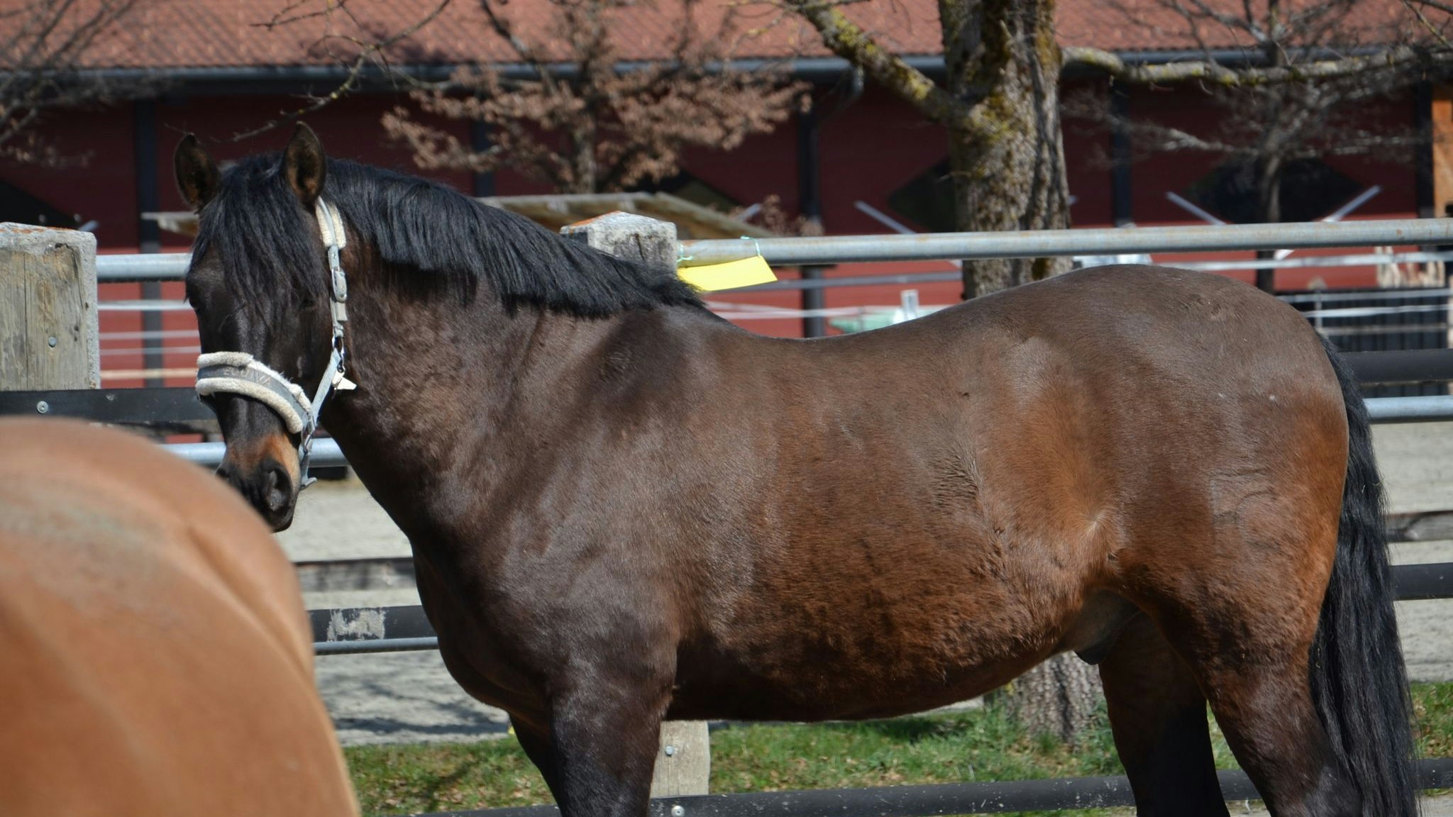 "Galguero" wird auch als die "Schmusebacke" bezeichnet. 