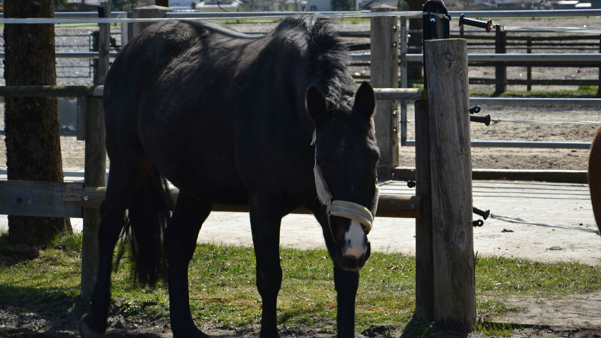 Die unkomplizierte "Georgie" sucht ihren Herzensmenschen.
