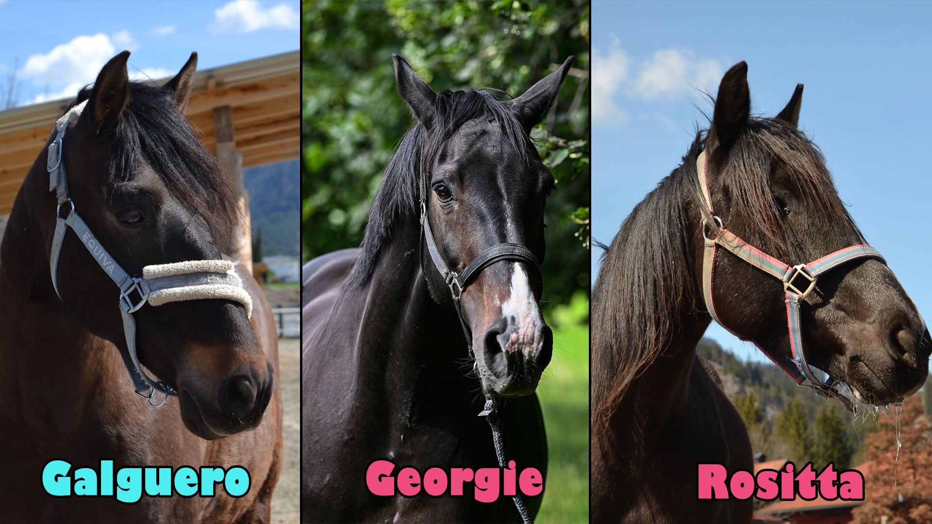 Diese drei Schönheiten sind auf der Suche nach einem neuen Zuhause.