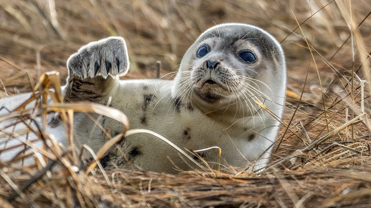 A closeup of a Caspian seal ( Pusa caspica) on the straw against blurred background