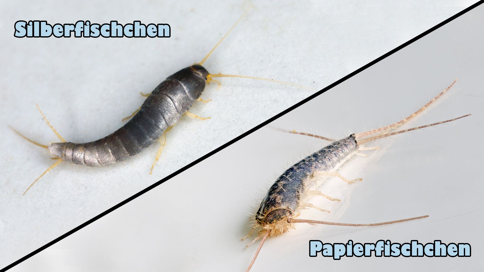 In der Vergrößerung kann man die Unterschiede ganz gut erkennen. 