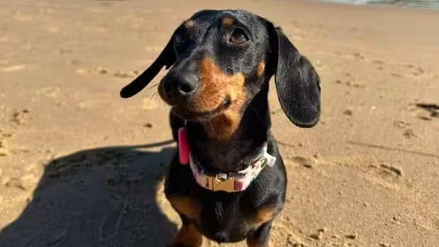 Eine entlaufene Hündin ist nach über 17 Monaten auf einer Insel vor Australien gerettet worden.