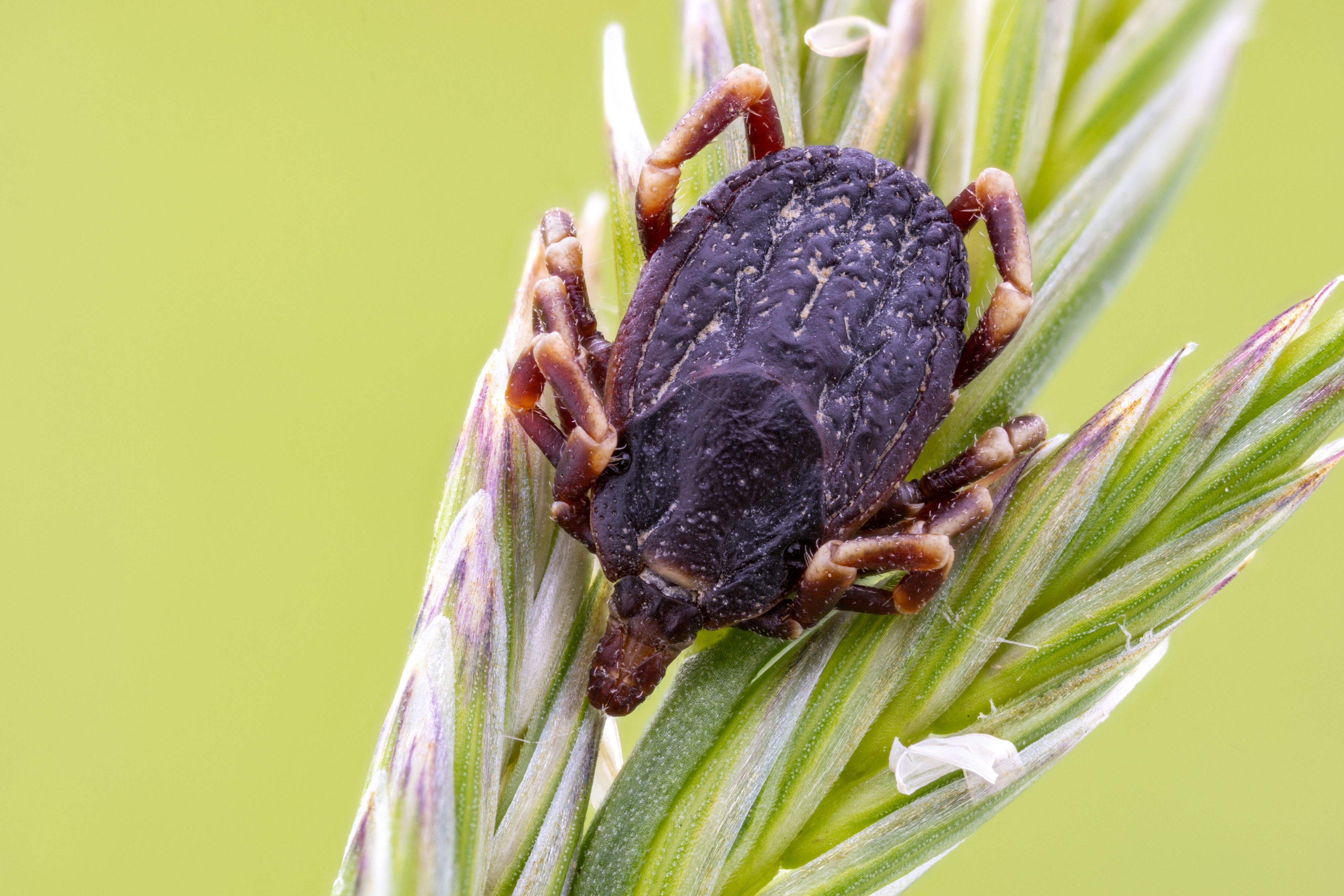 Die Hyalomma marginatum ist rund viermal größer als der heimische Holzbock.