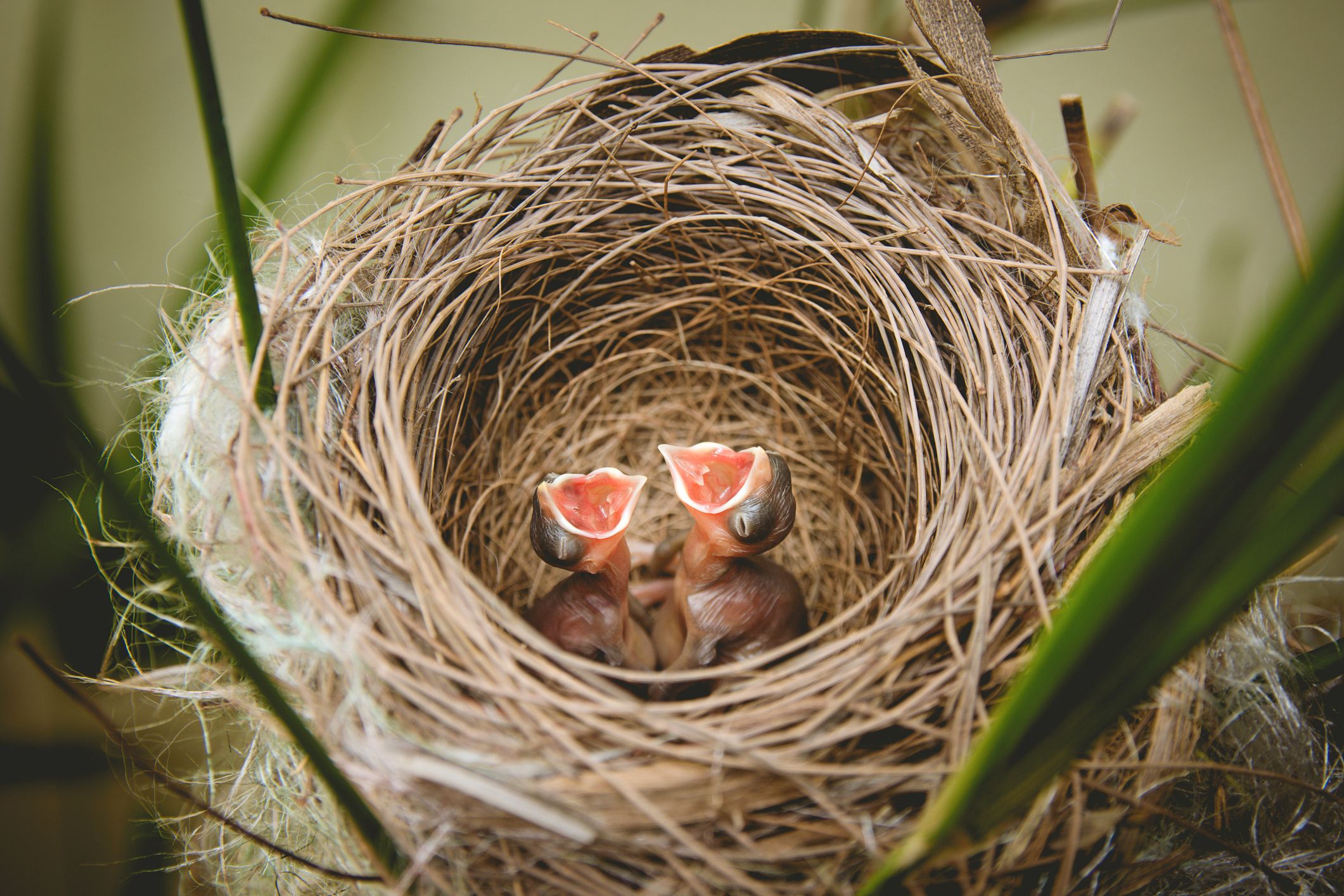 Aufschrei im Nest: Vögel verwenden für ihre Brutnester - vermeintlich praktische - Plastikteile.