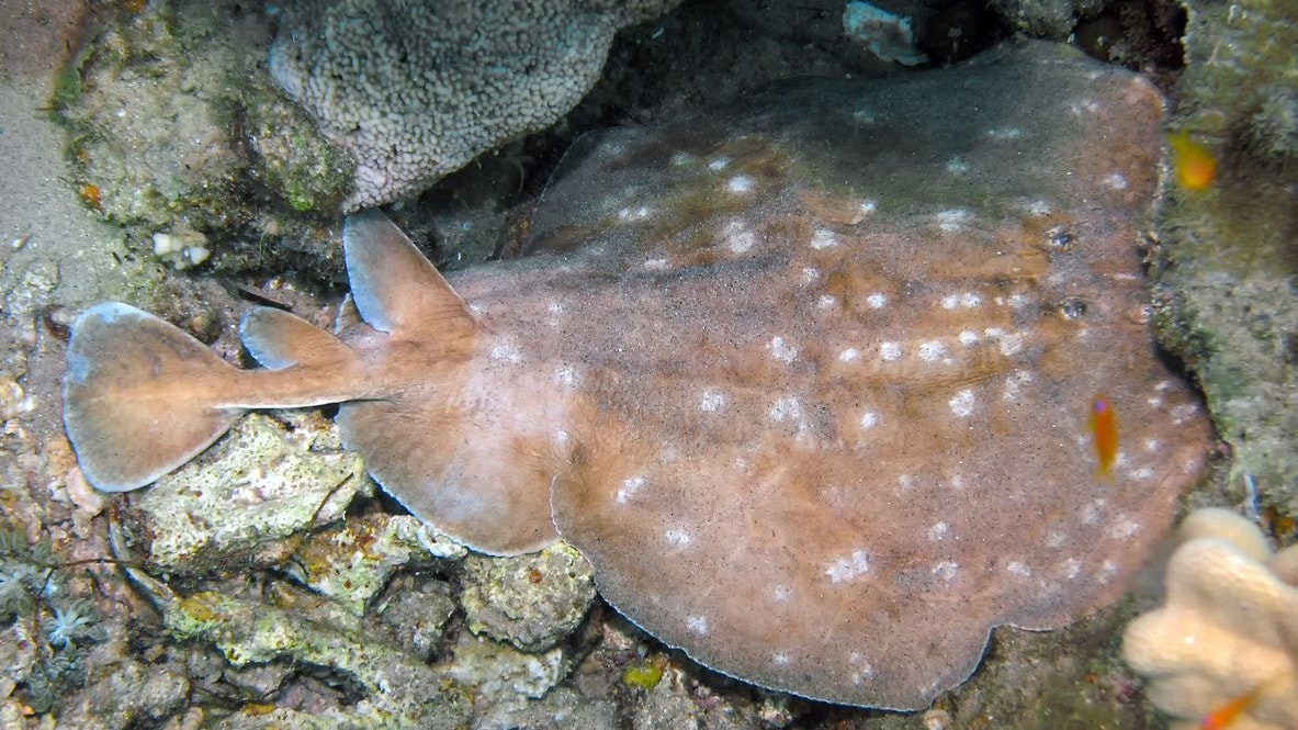Der "Marmor-Zitterrochen" produziert elektrische Entladungen um seine Beute zu betäuben. 