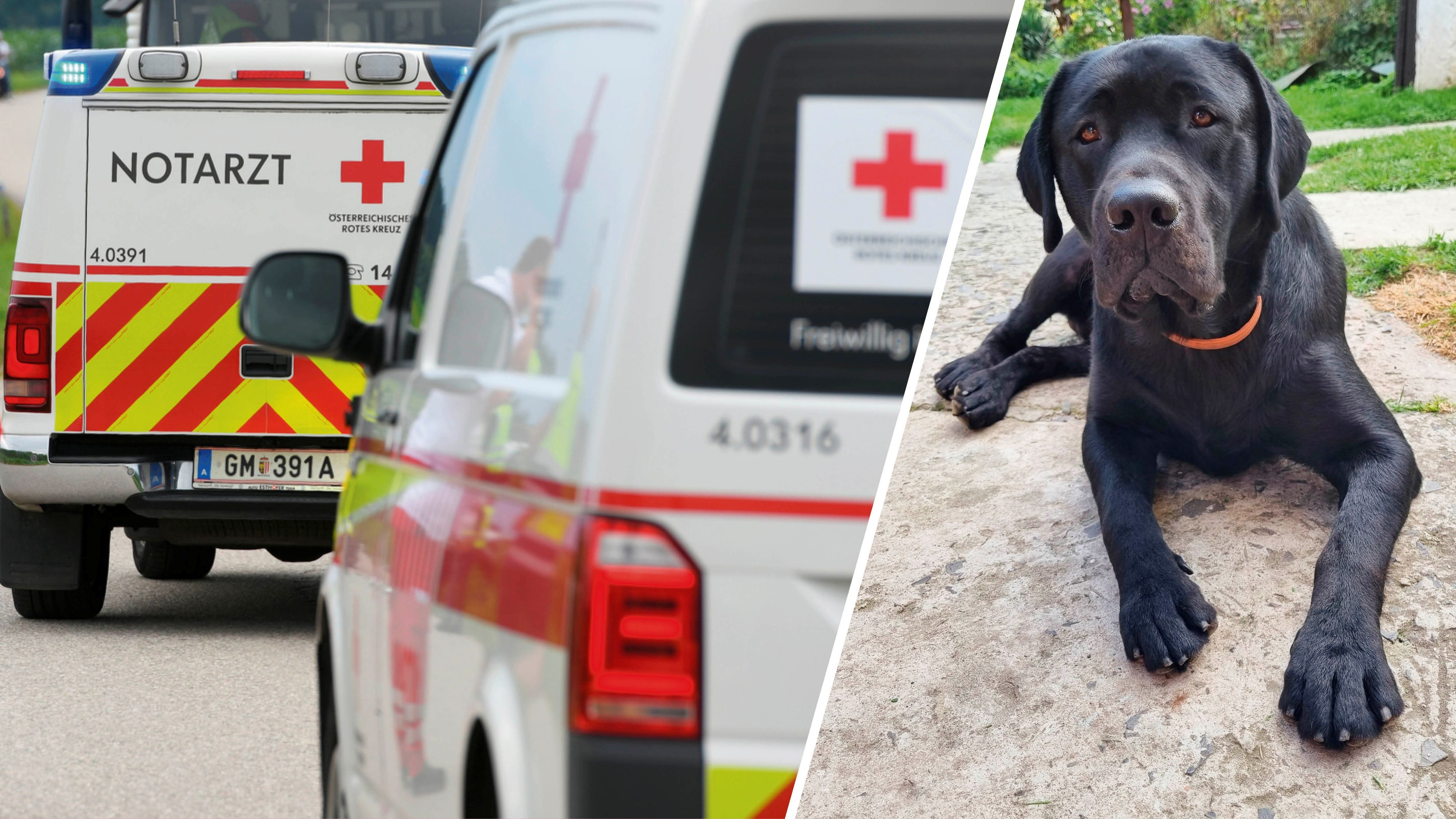 Ein Labrador-Mischling hat in Oberösterreich plötzlich zugebissen. (Symbolbild)