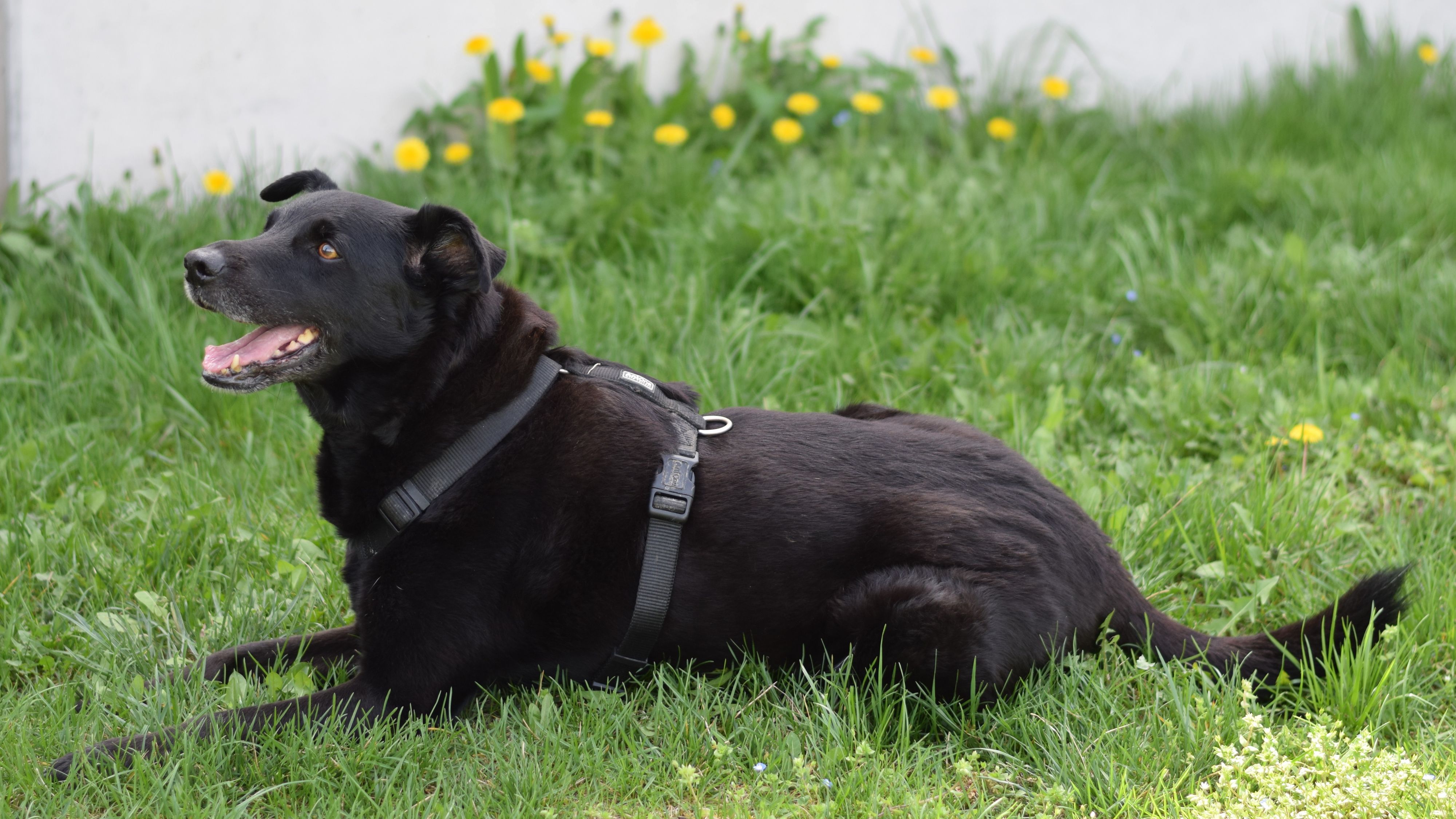 Kapper ist trotz seines hohen Alters noch sehr aktiv.