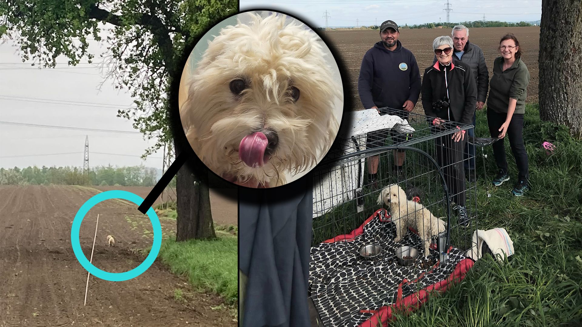 Gehört die niedliche Hündin wirklich zu keinem Menschen?