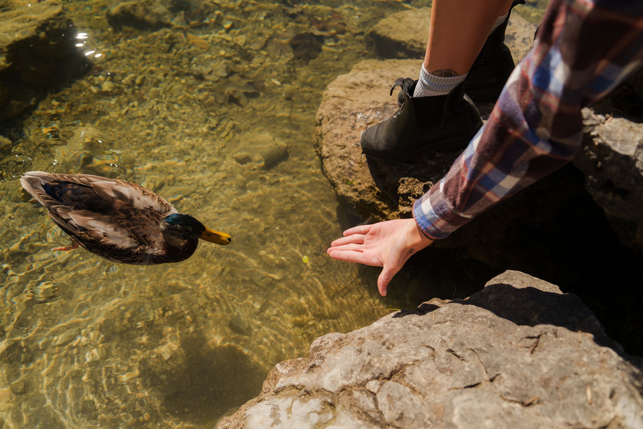Die Familie fütterte Enten und Fische.
