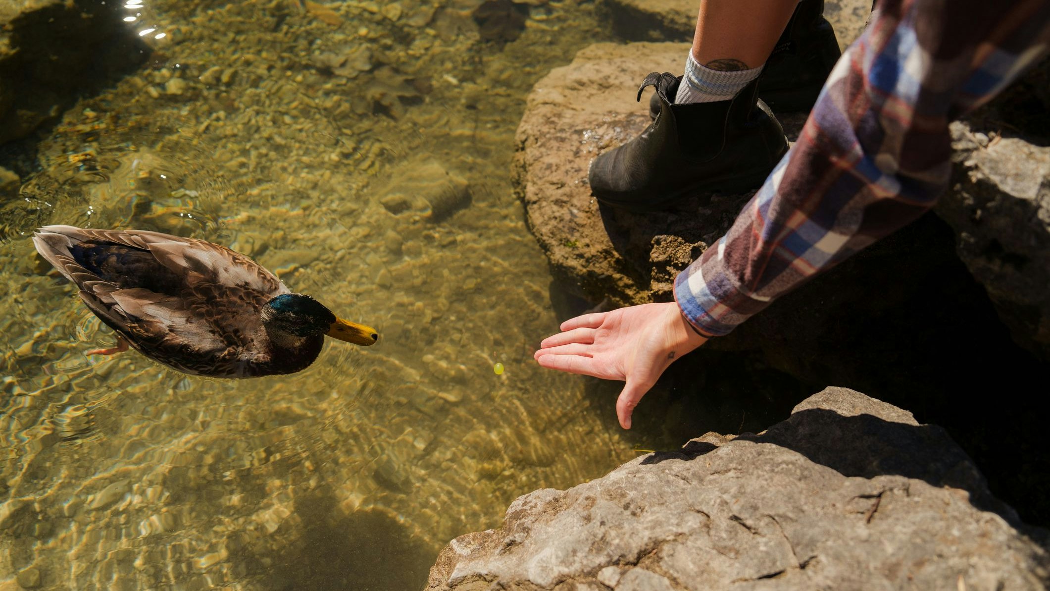 Heute.at - Familie füttert Enten und Fische – dann eskaliert alles