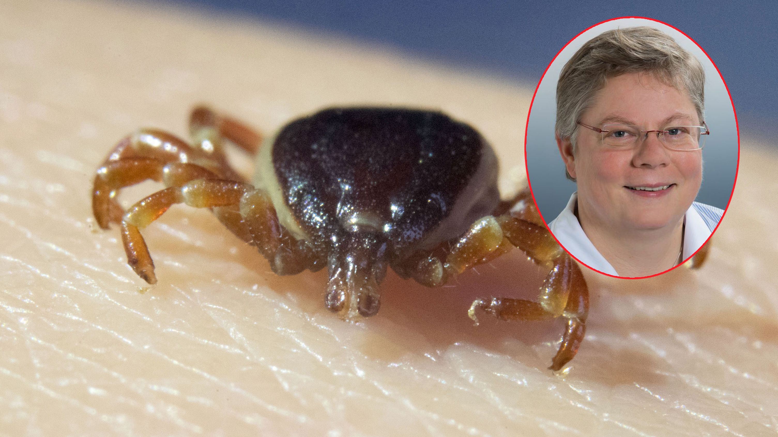 Parasitologin Anja Joachim kennt sich mit Zecken aus.