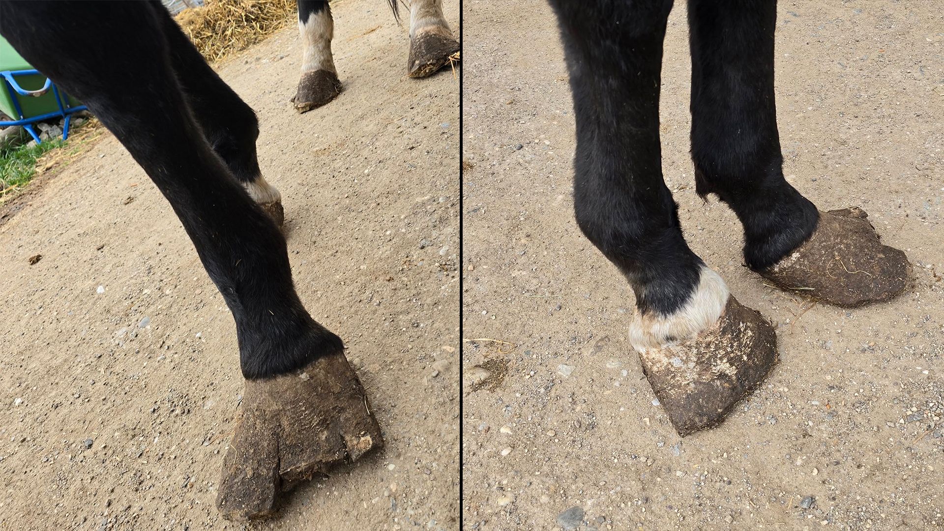 Jedes Pferde hat seine eigene, schreckliche "Baustelle", die es jetzt dringend zu behandeln gilt.