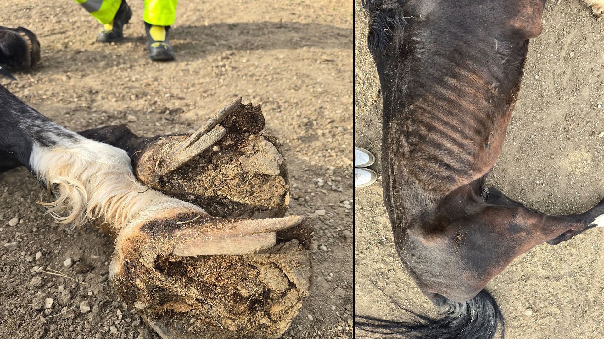 Ausgemergelt und kaum noch in der Lage zu stehen – so wurden 28 Pferde im Bezirk Freistadt gefunden.