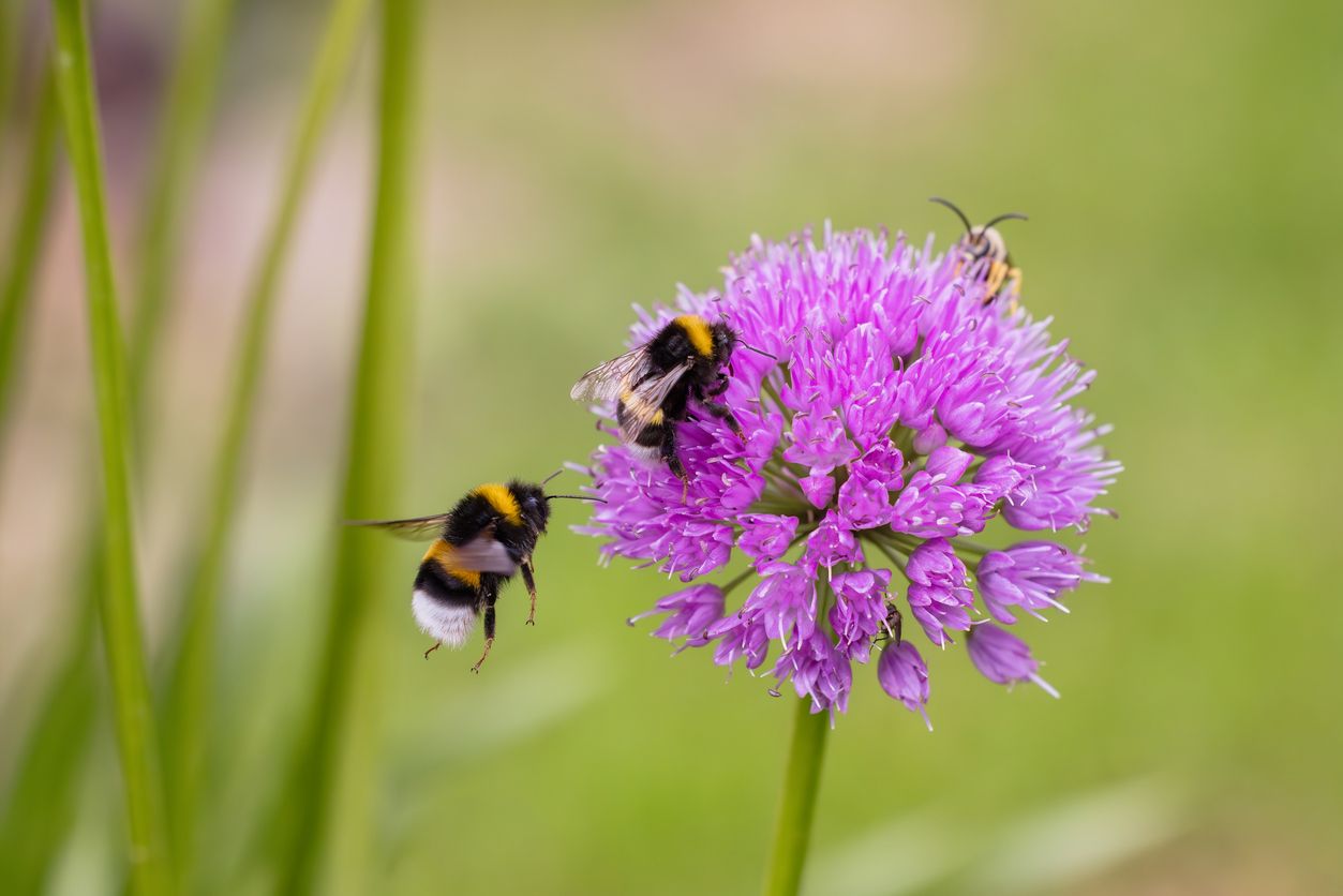 Hier sieht man eine Gartenhummel (Bombus hortorum).