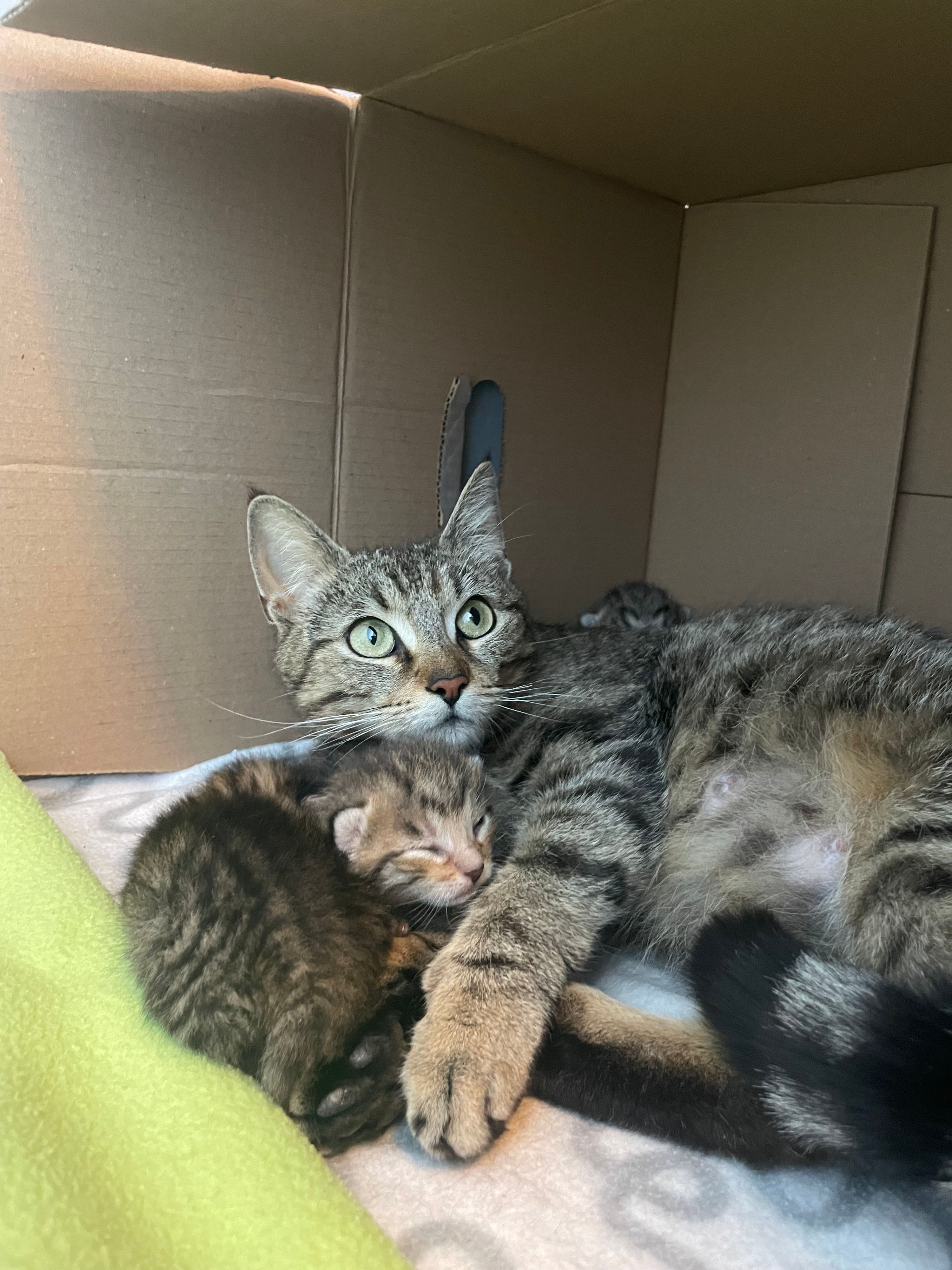 Ausgesetzt, zu jung oder gar verletzt: Gerade werden 30 Neuzugänge im Tierquartier versorgt.