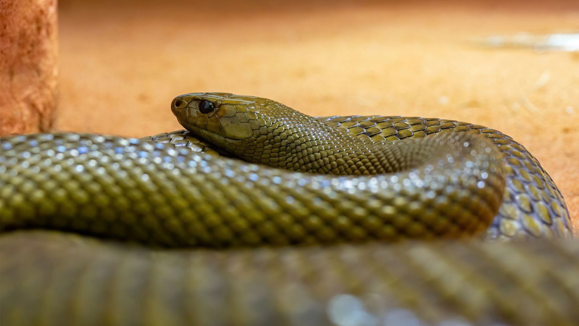 Auch der Inlandtaipan – die giftigste Schlange der Welt – kann bestaunt und beobachtet werden.