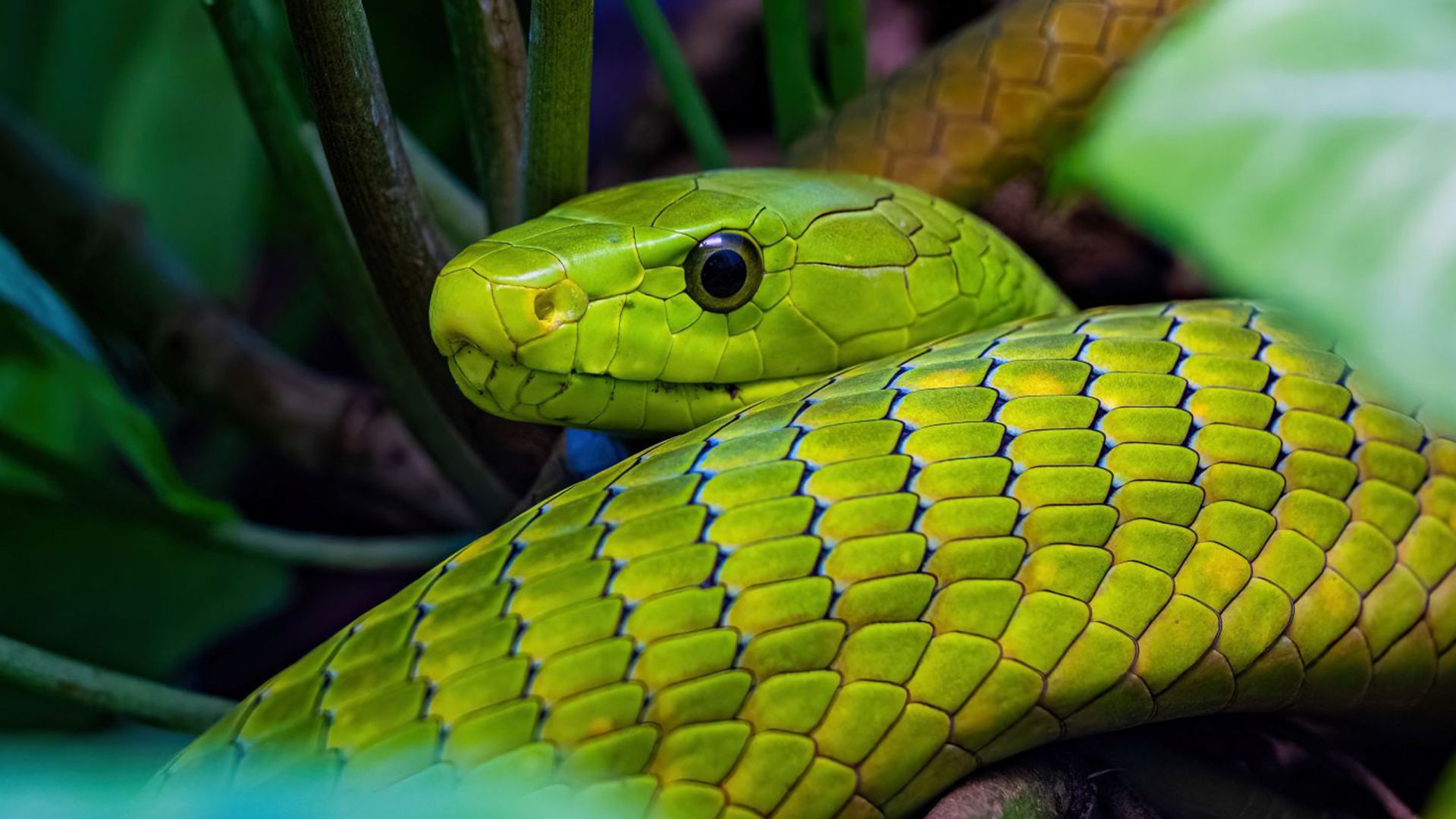 Die Grüne Mamba ist ebenfalls ein besonderer Hingucker.