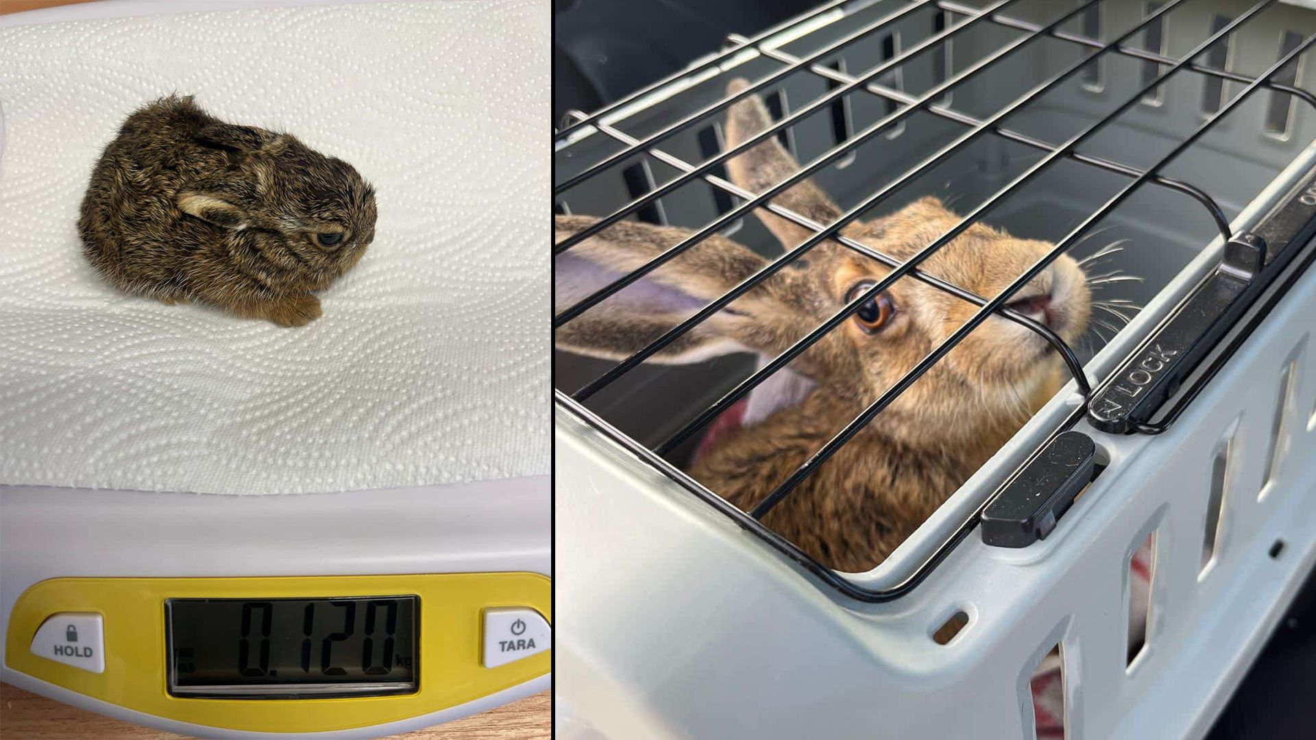 So klein wurde das Feldhasenbaby vom Österreichischen Tierschutzverein zur Obsorge übernommen. Zwei Monate später darf er wieder in die Freiheit.