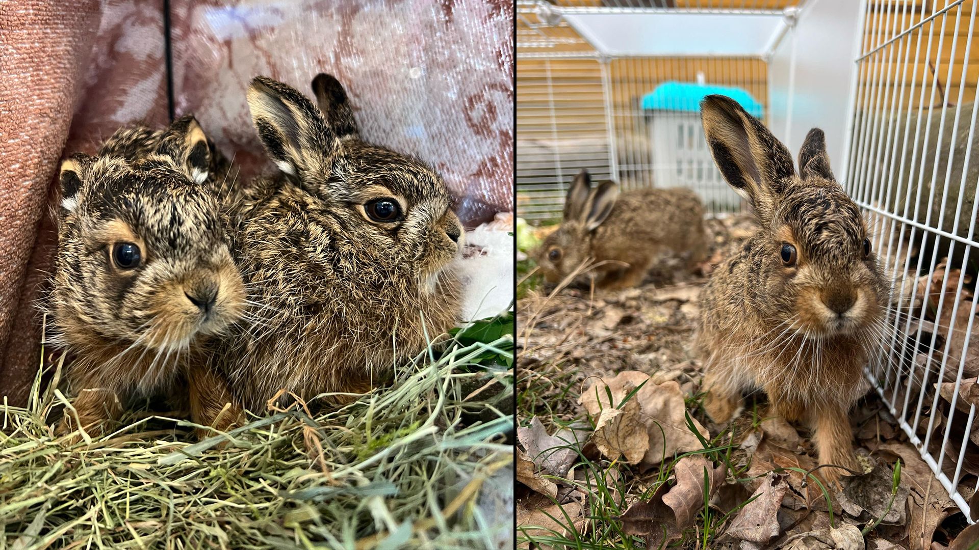 Mit Kumpel "Peter" durfte sich "Simon" ein Gehege teilen, wo sie langsam erwachsen wurden.