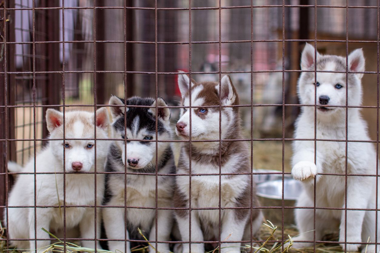 16 Huskys wurden dem Tierheim Murtal übergeben. (Symbolbild)