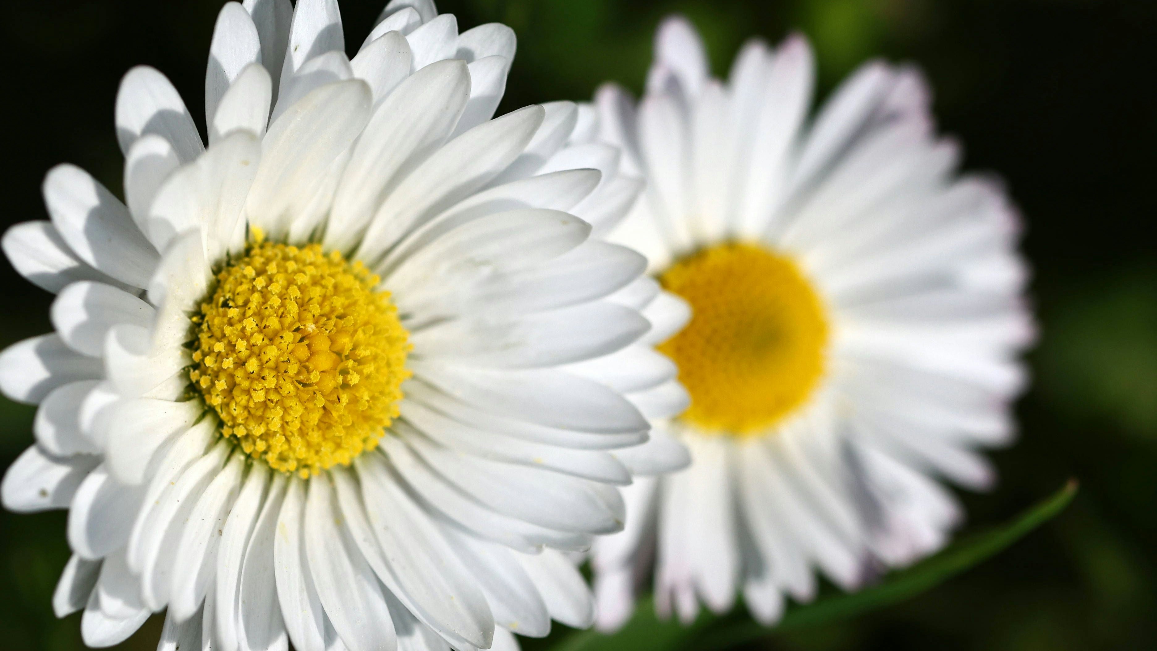 Gänseblümchen sind Zeigerpflanzen, also Bioindikatoren, die auf verschiedene Dinge hinweisen können.