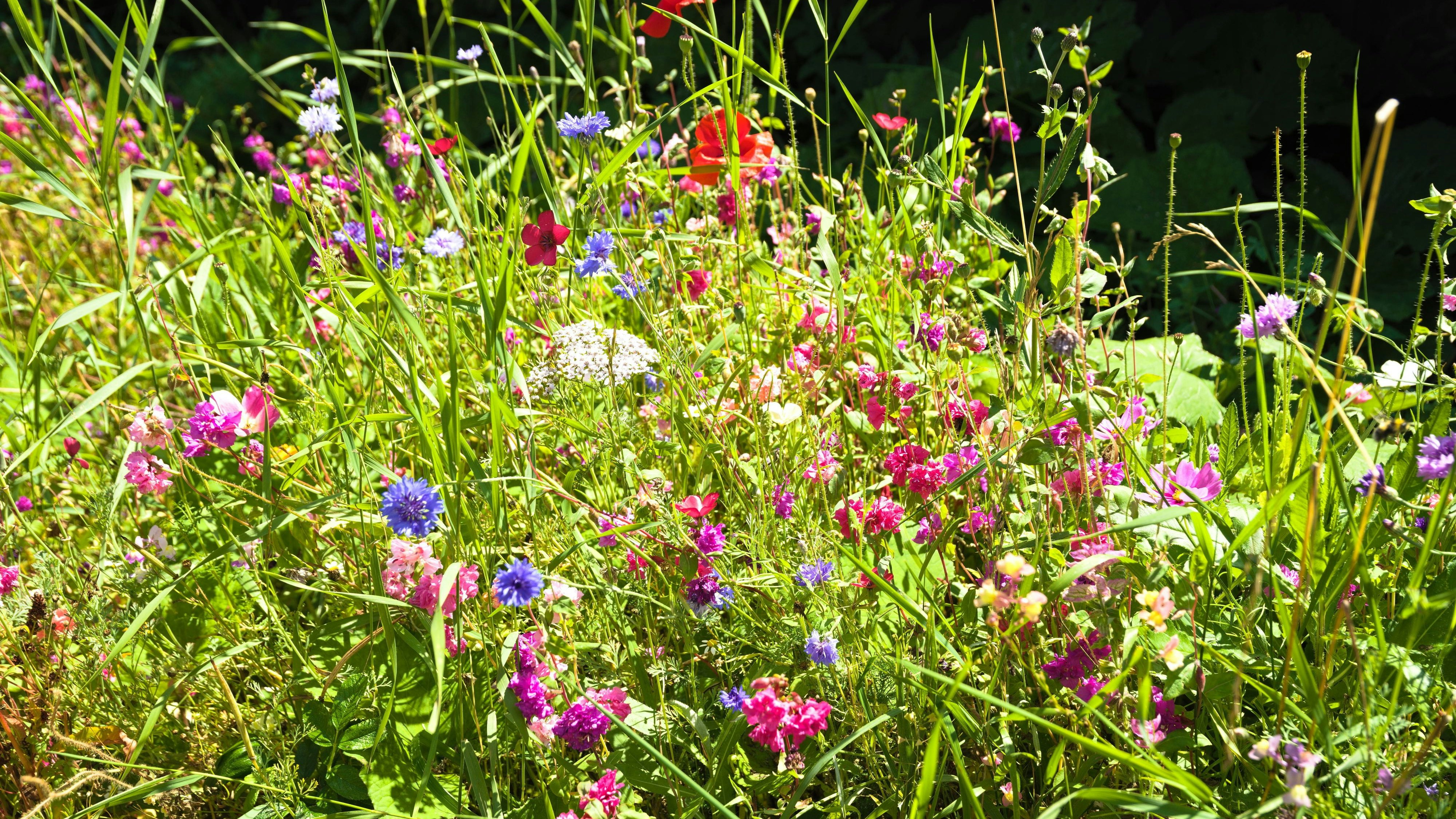 Sieht gar nicht so mager aus: Auf sogenannten "Magerwiesen" wächst einiges.