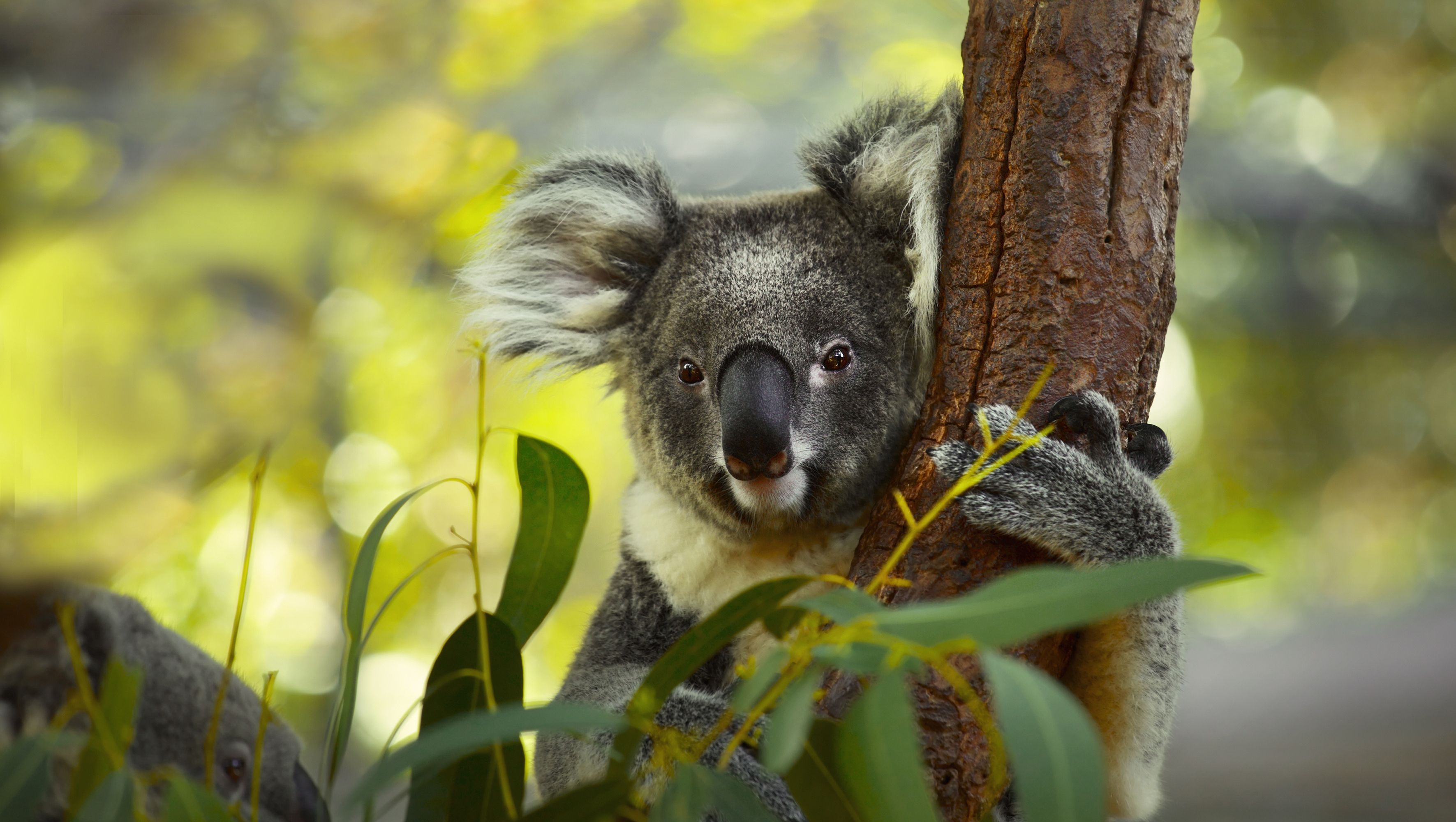 Der Koala gehört zu den beliebtesten Tieren der ganzen Welt.