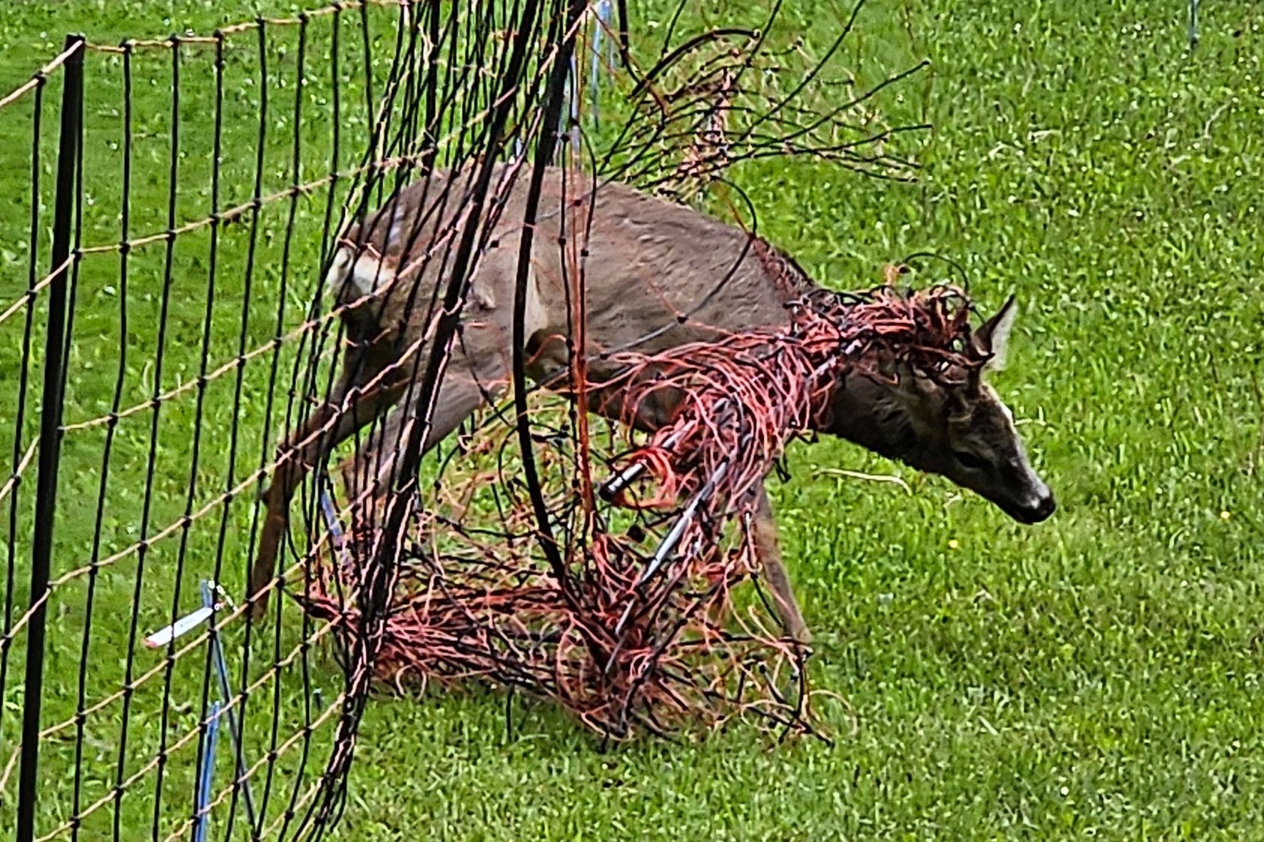 Der Rehbock hatte sich in einem Zaun verheddert. Die Feuerwehr befreite ihn.