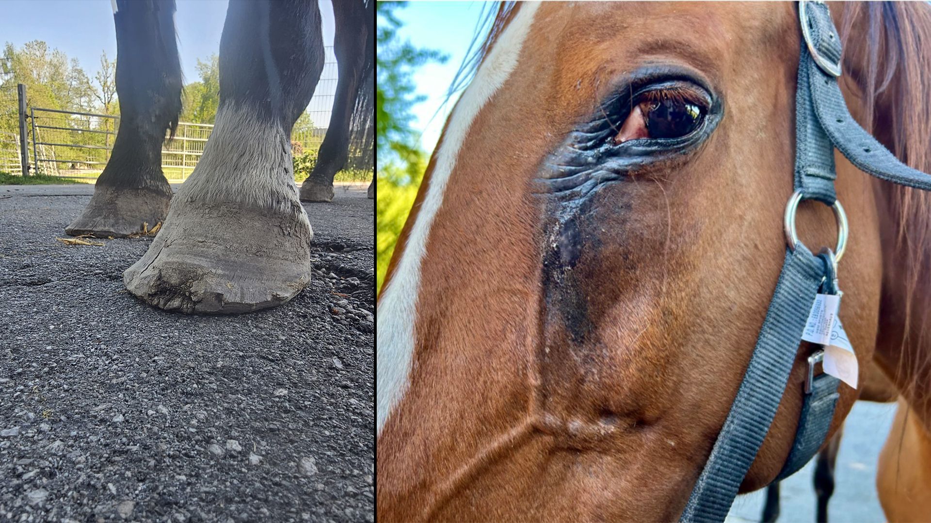 Auch die Pfotenhilfe in Lochen nahm sich zwei trauriger Pferde an.