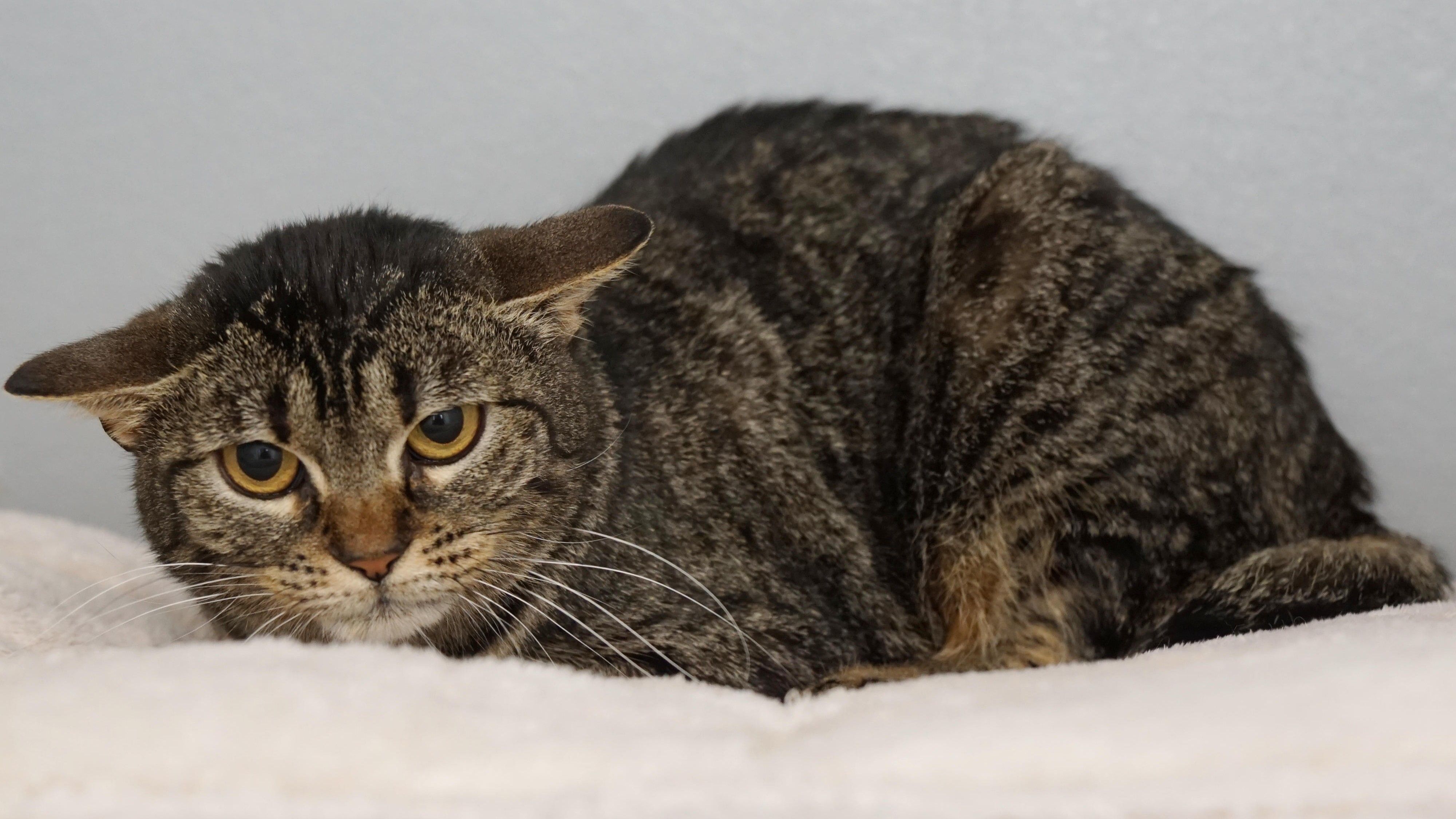 Bruni ist ein Jahr alt und dürfte noch nicht viele positiven Erfahrungen mit Menschen gemacht haben.