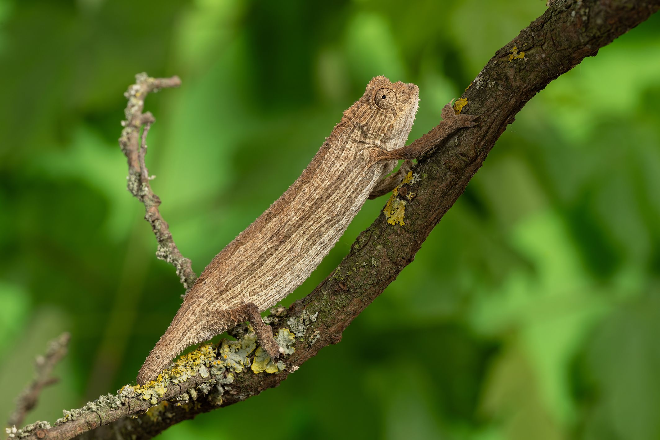 Chamäleons zählen mit ihren lustigen Fähigkeiten zu den faszinierendsten Tieren der Welt.