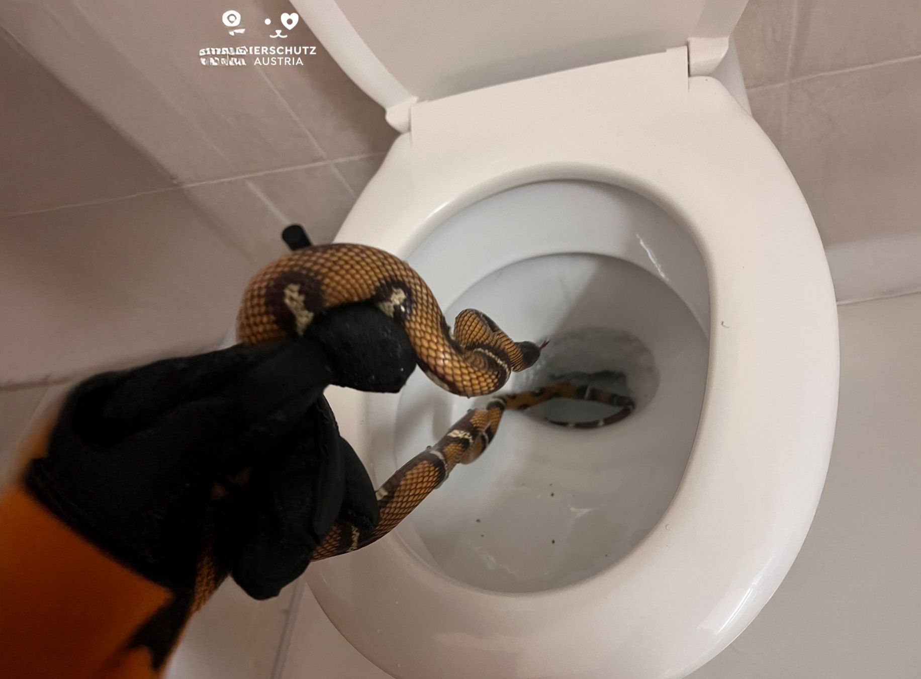 Schlange Khloe macht ihrem Namen alle Ehre – sie liebt Klos.