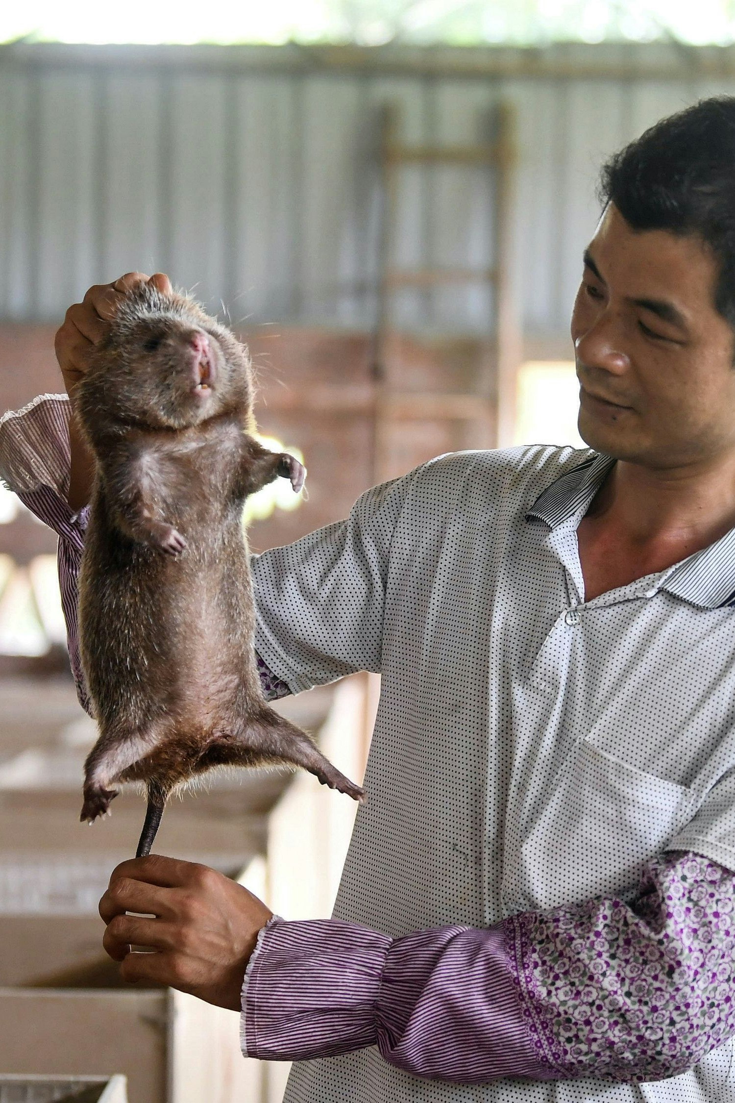 Landwirt Lin Jinghong untersucht in Qinzhou City in Südchina eine Bambusratte